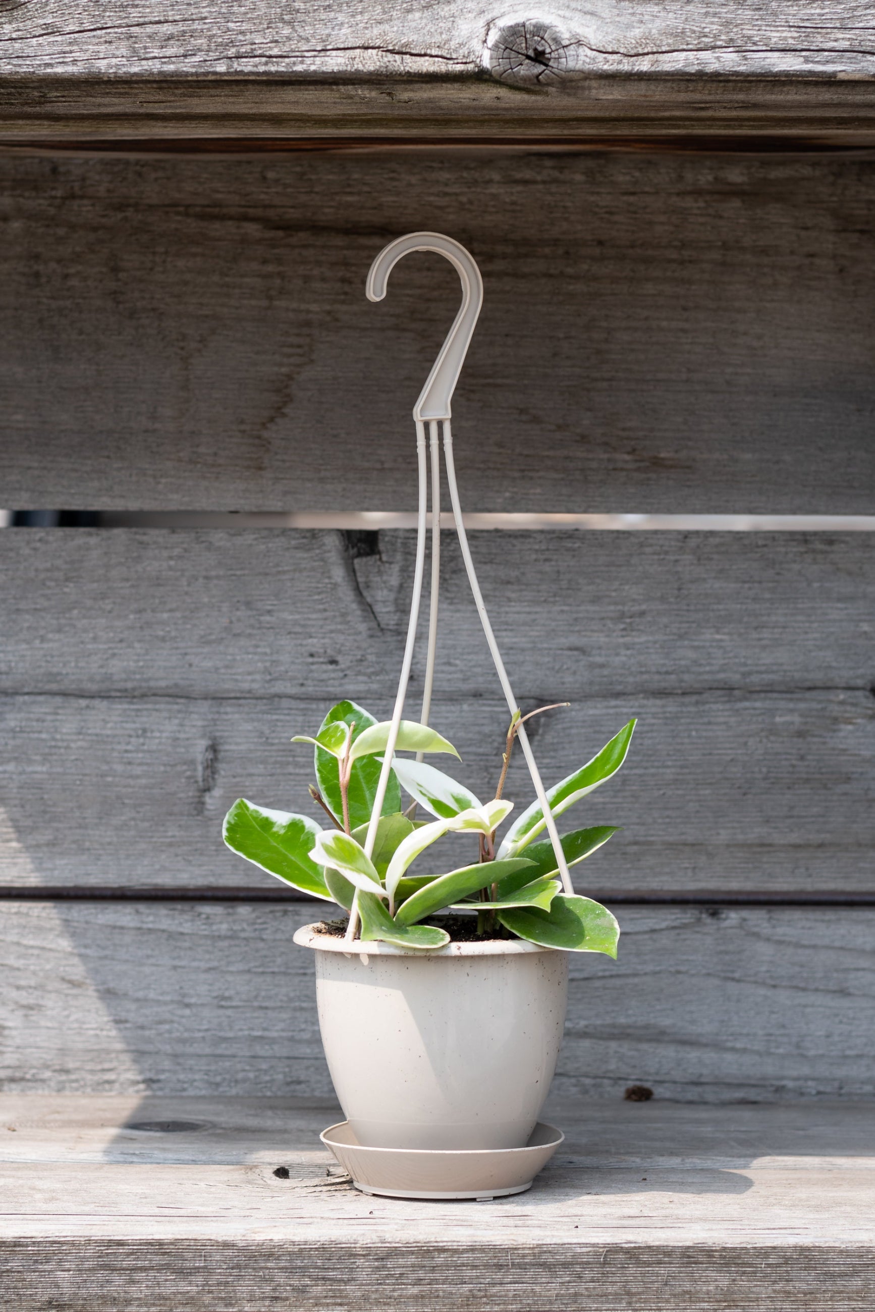 Hoya Krimson Queen in a 4.5' growers pot hanging in front of a wood fence. ©Sprout Home