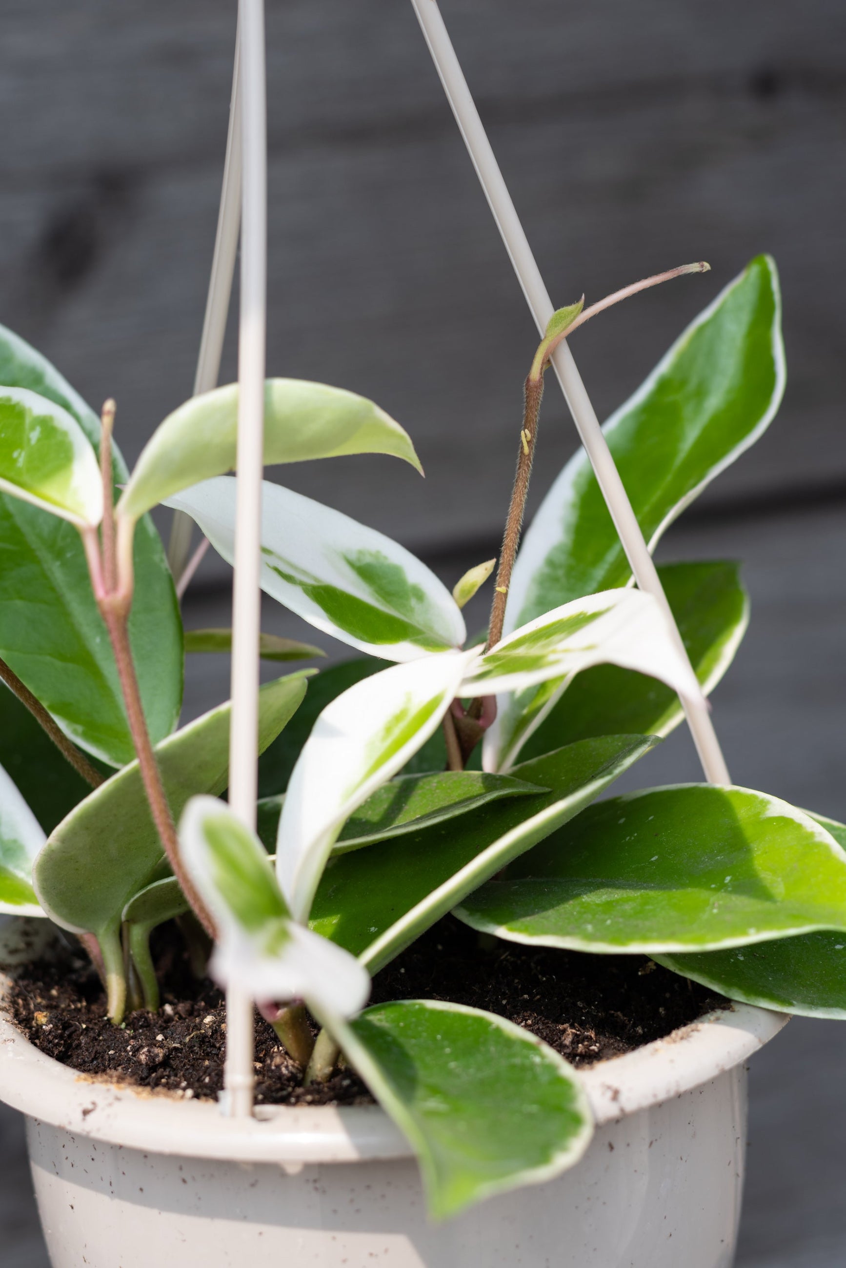 Hoya Krimson Queen showing the thick variegated leaves up close ©Sprout Home