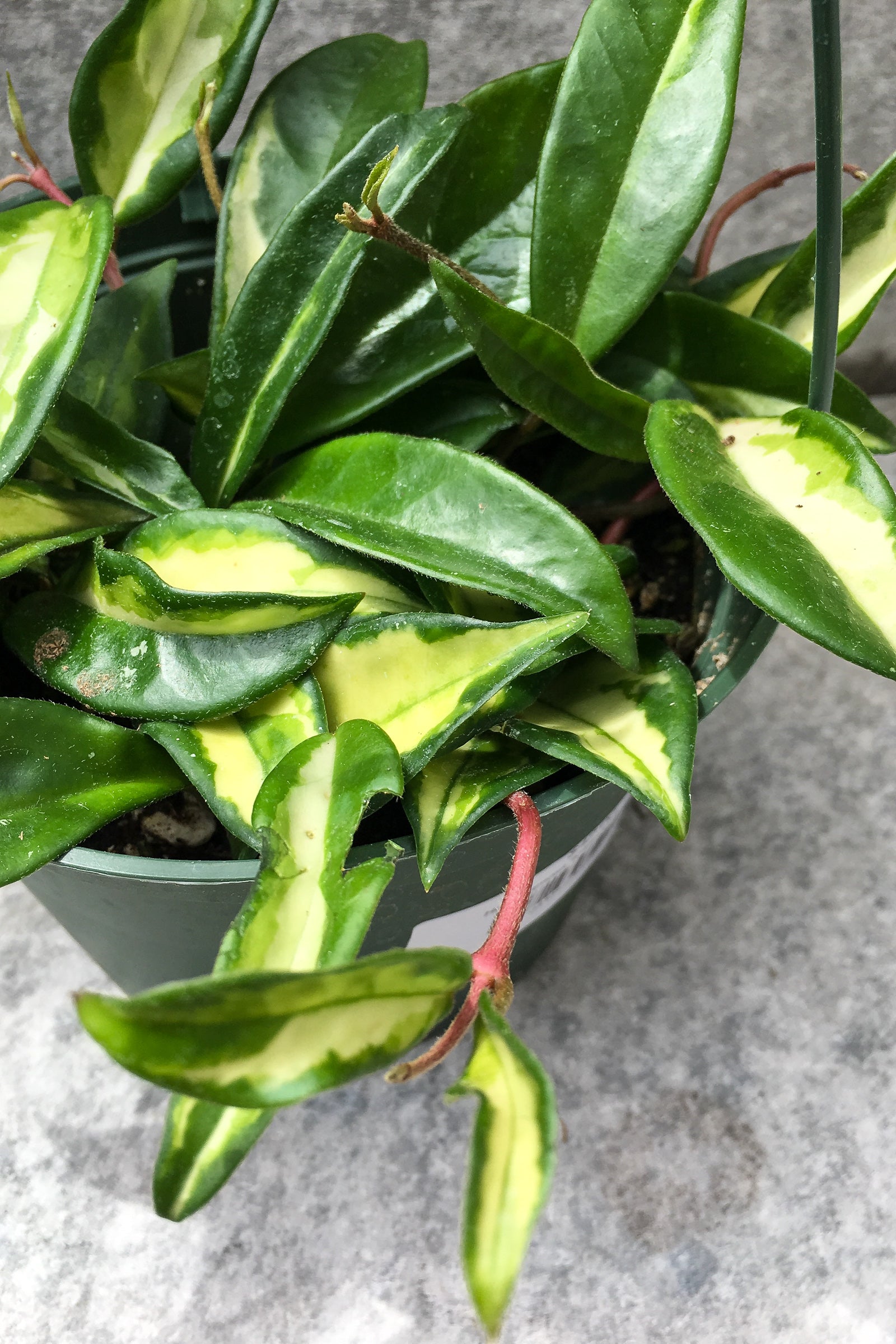 Close up of Hoya carnosa 'Krimson Princess' ©Sprout Home