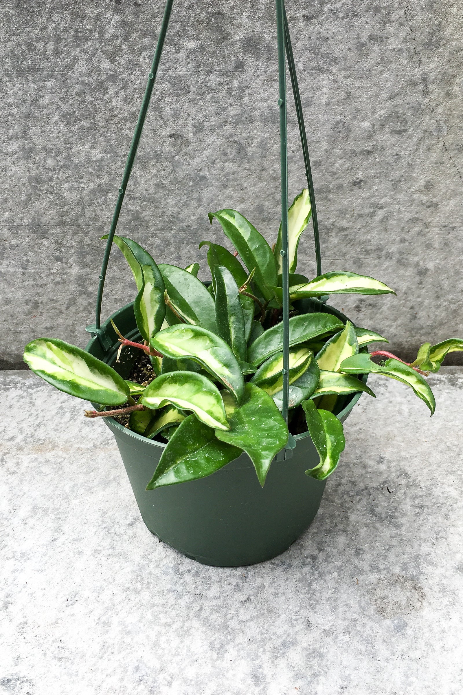 Hoya carnosa 'Krimson Princess' in front of grey background ©Sprout Home