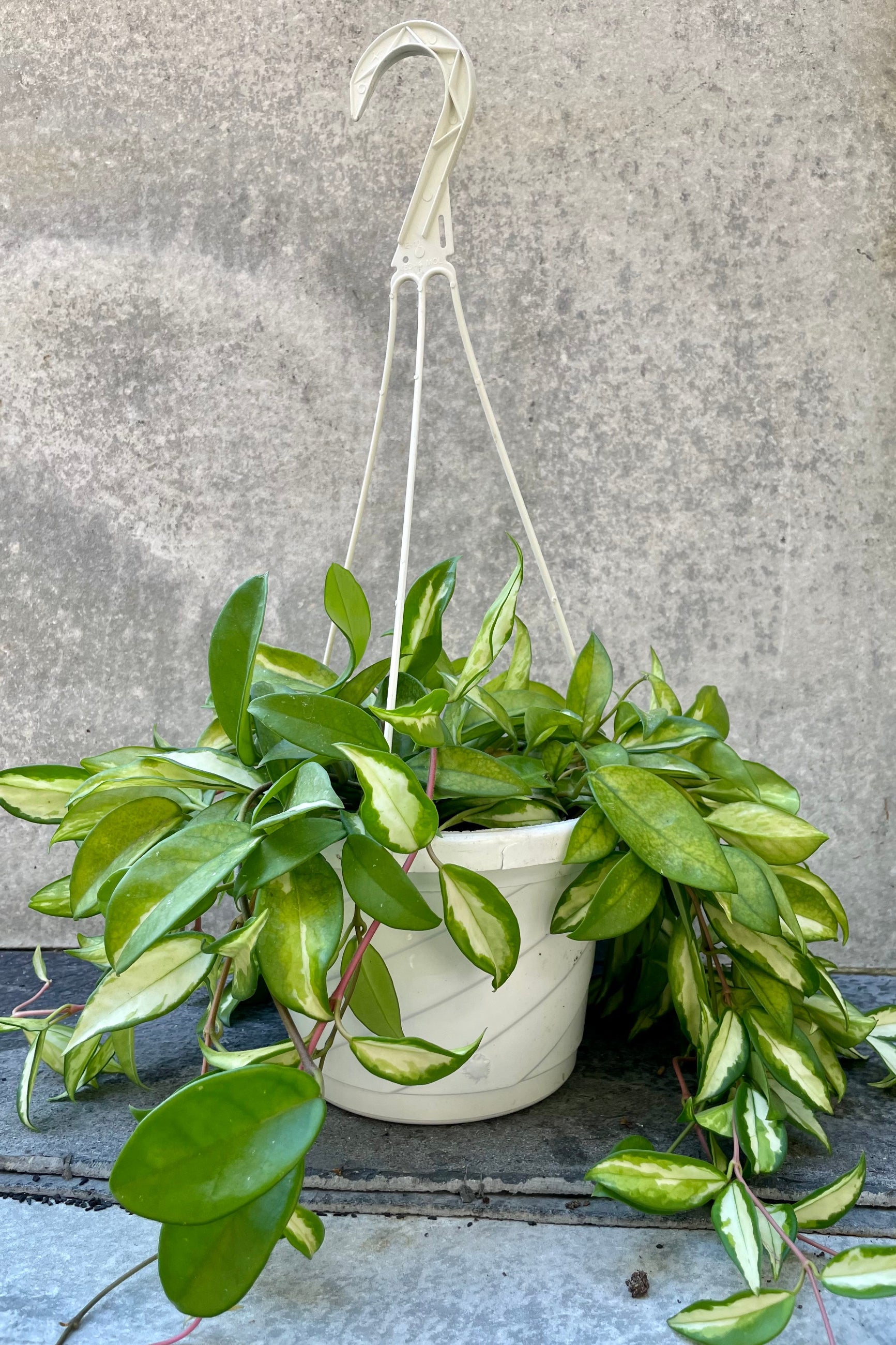The Hoya carnosa sits pretty in its 8 inch growers pot with an attached hanger. ©Sprout Home
