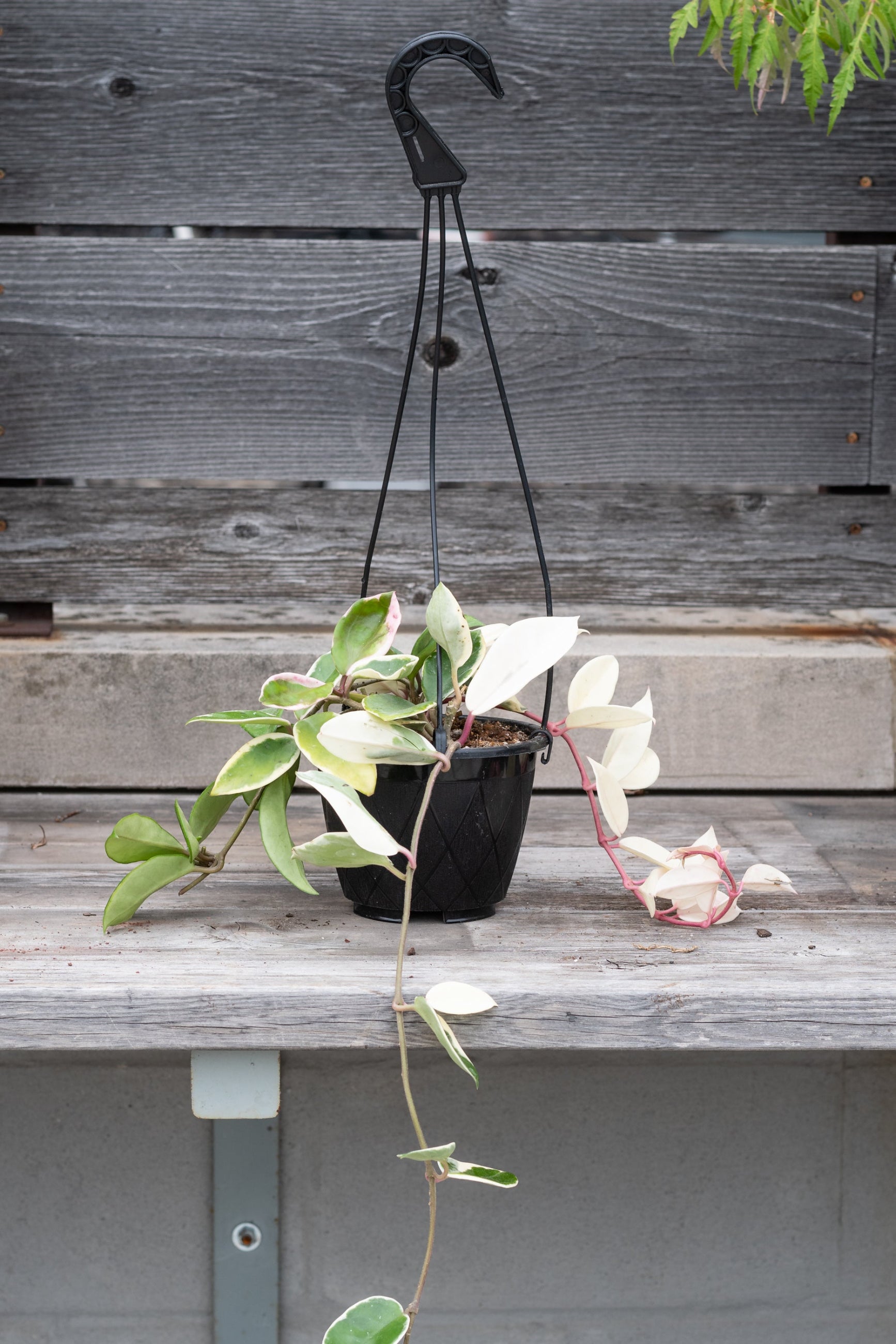 Hoya carnosa Krimson Queen in a 5" hanging basket sitting on a wood shelf with the limbs hanging over ©Sprout Home