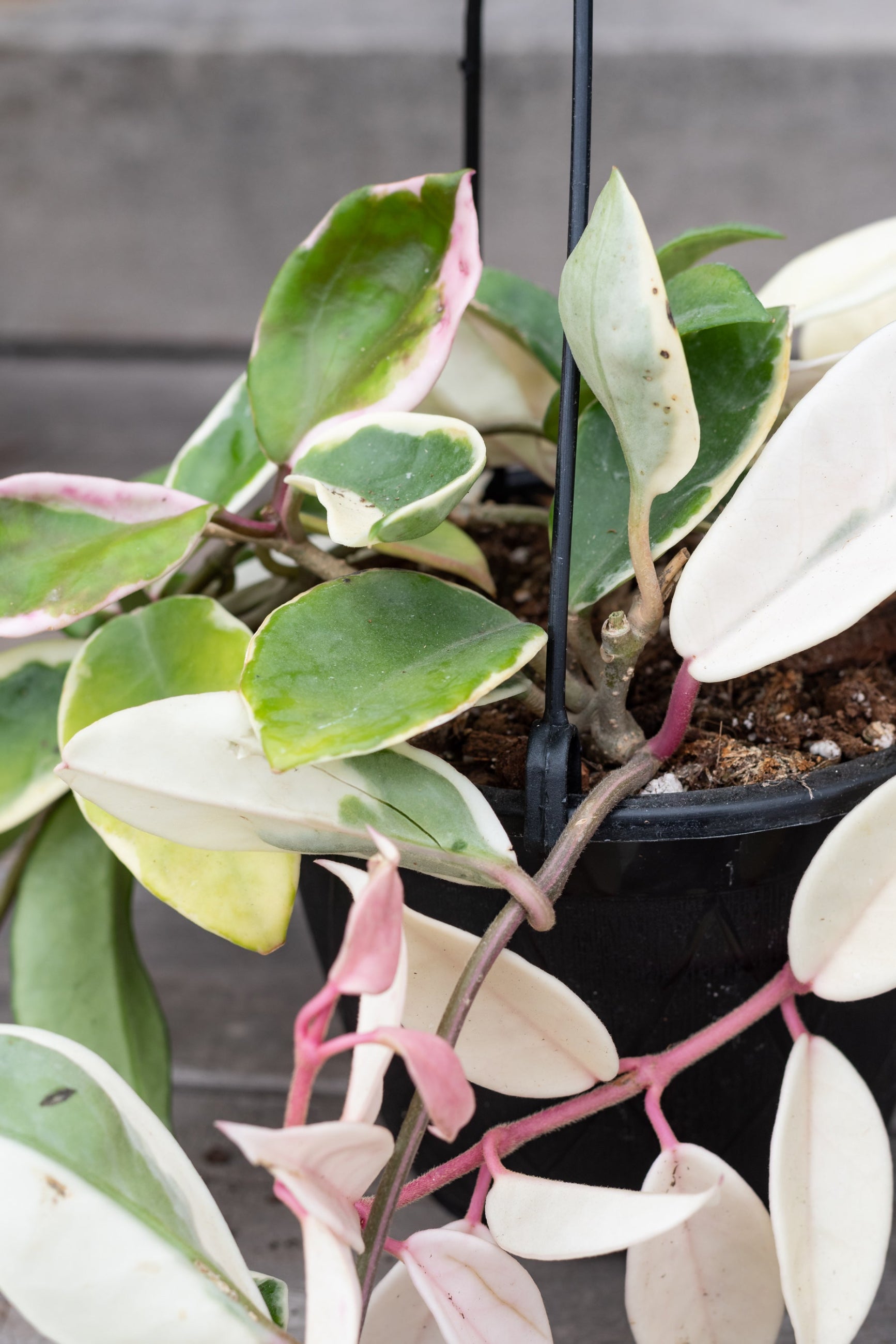 A potted Hoya carnosa 'Krimson Queen' plant with waxy green leaves and red-pink star-shaped flowers on twisting stems. ©Sprout Home