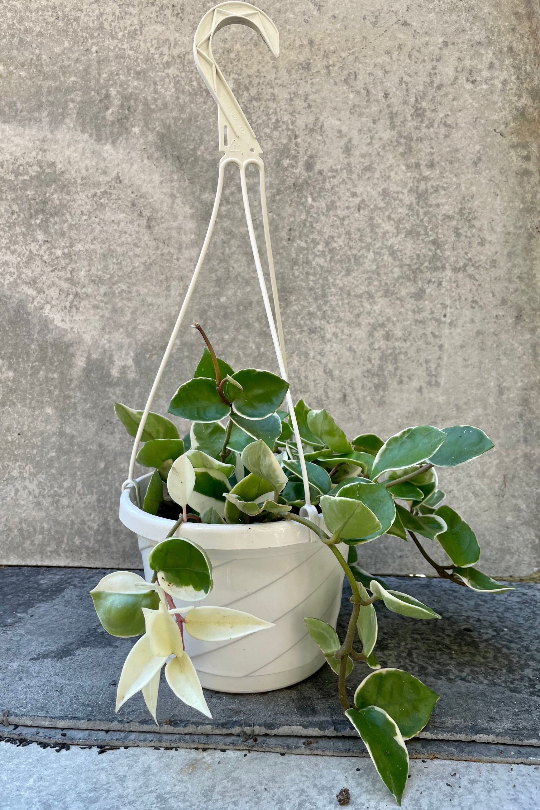 The Hoya carnosa "Krimson Queen" sits pretty in its hanging 8 inch grower's basket. ©Sprout Home