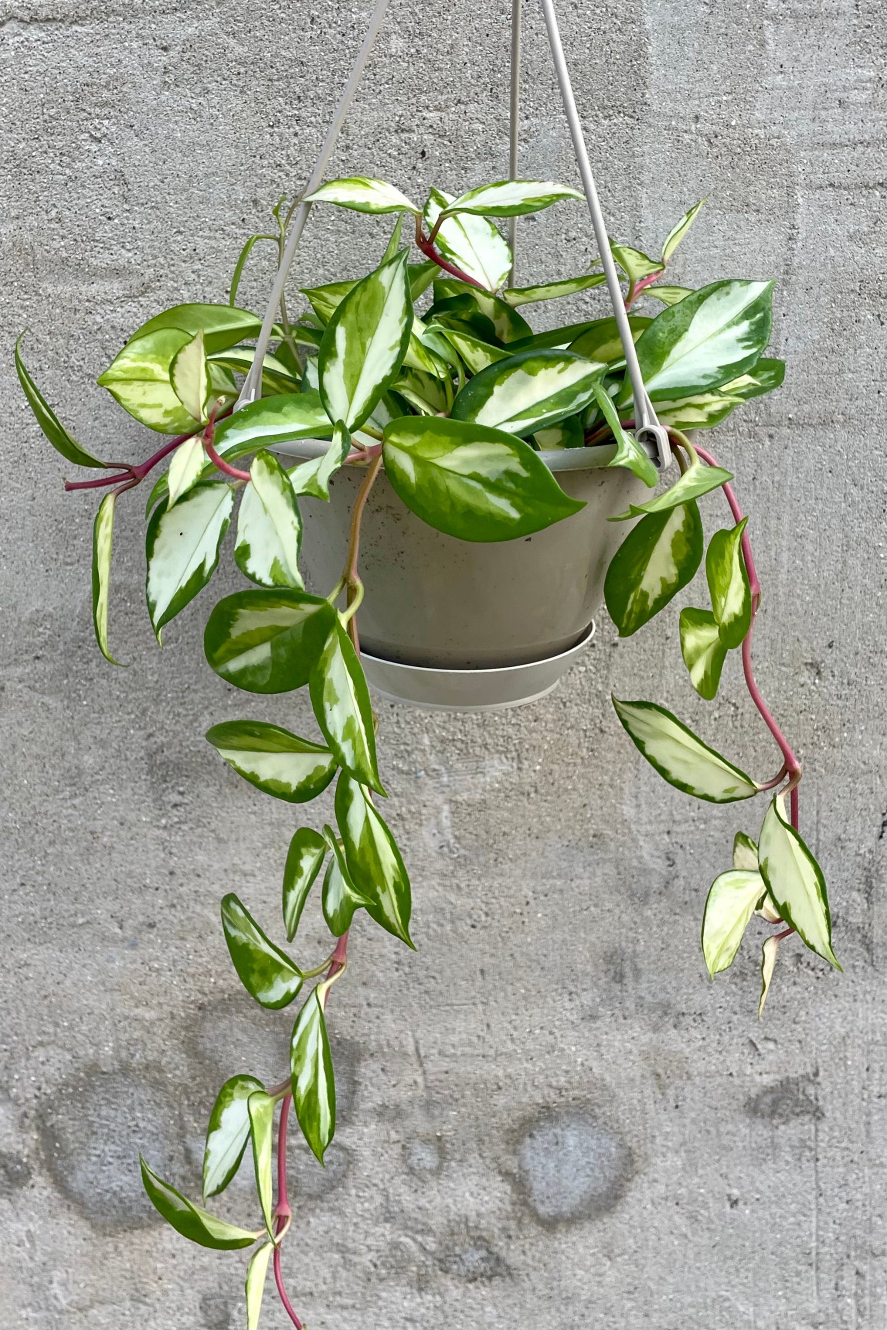 A full view of the hanging 6" Hoya carnosa 'Tricolor' against a concrete backdrop ©Sprout Home
