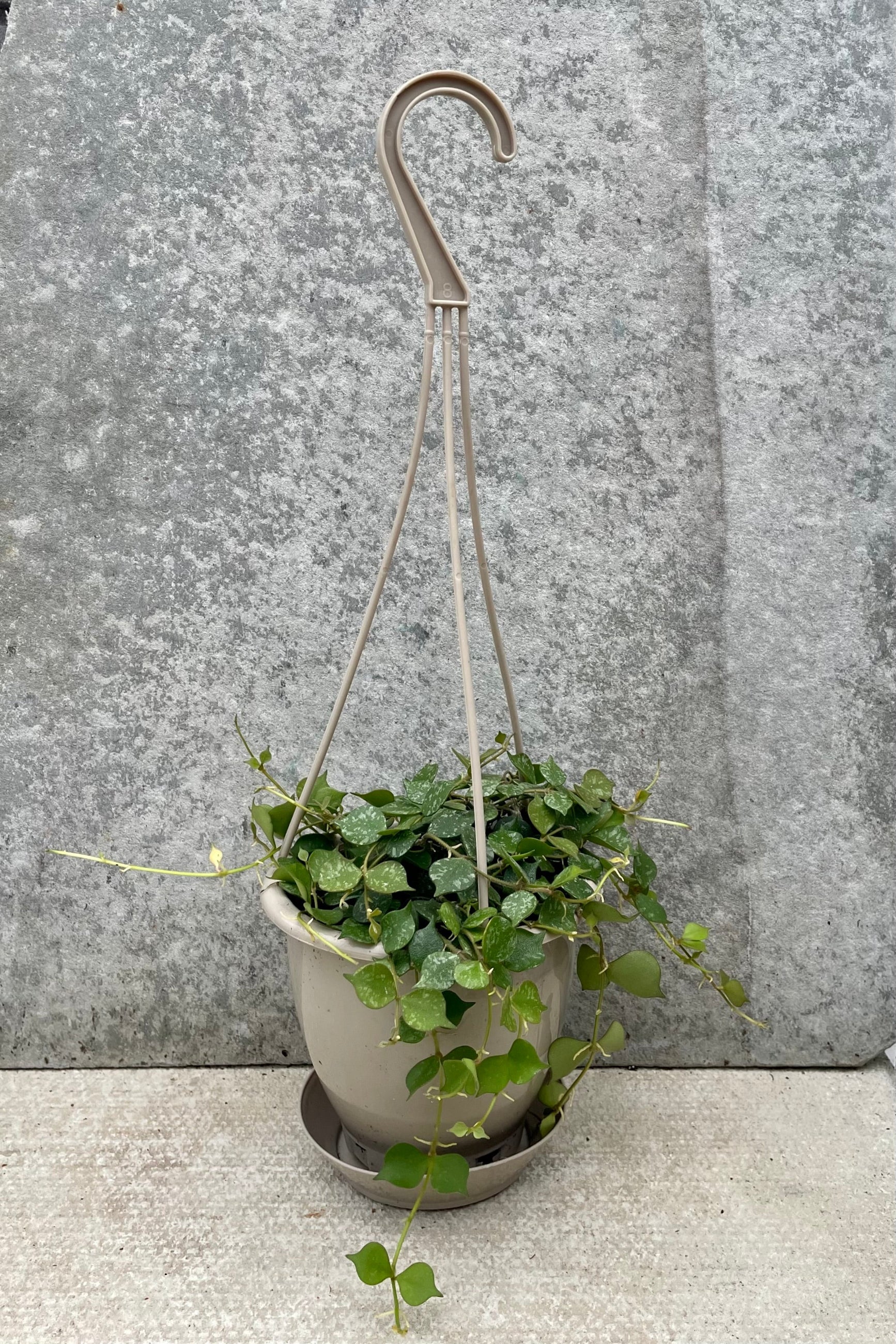 Hoya curtisii 4" tan growers pot with green vining leaves against a grey wall ©Sprout Home