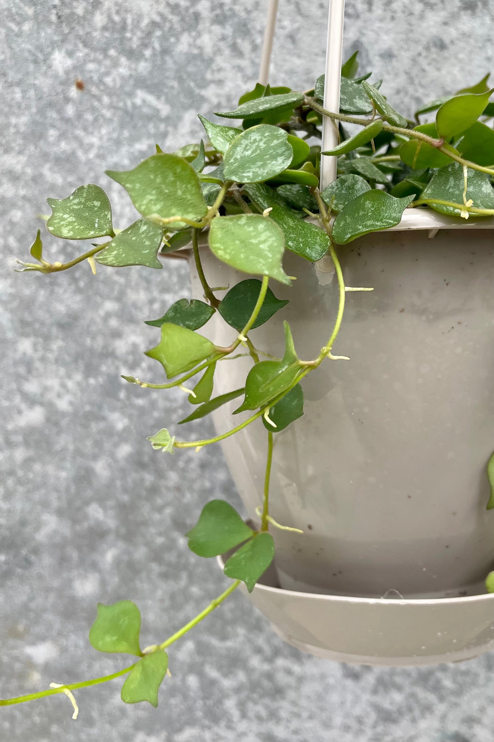 detail of Hoya curtisii 4" green vining leaves against a grey wall ©Sprout Home