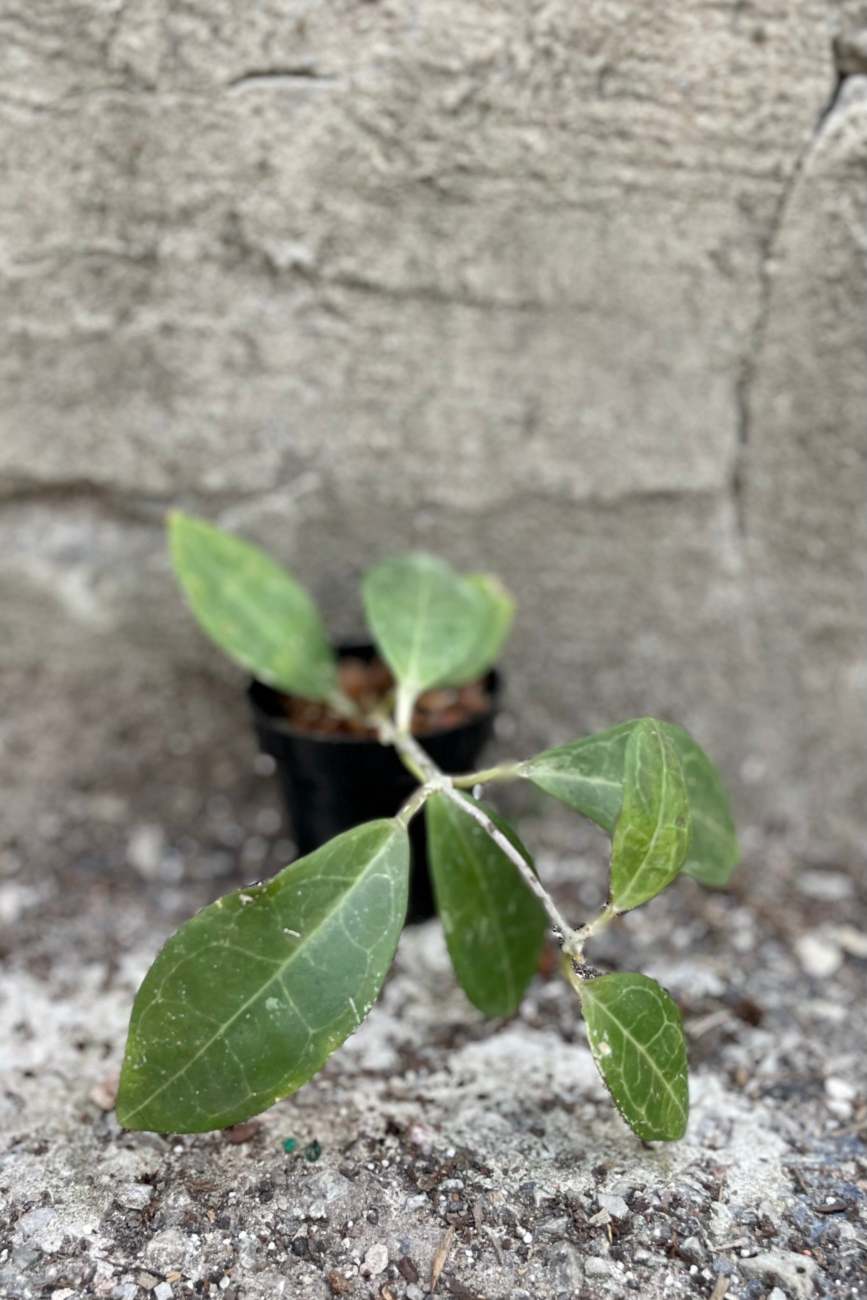 Photo of veined green Hoya leaves and vines of Hoya against grey wall ©Sprout Home