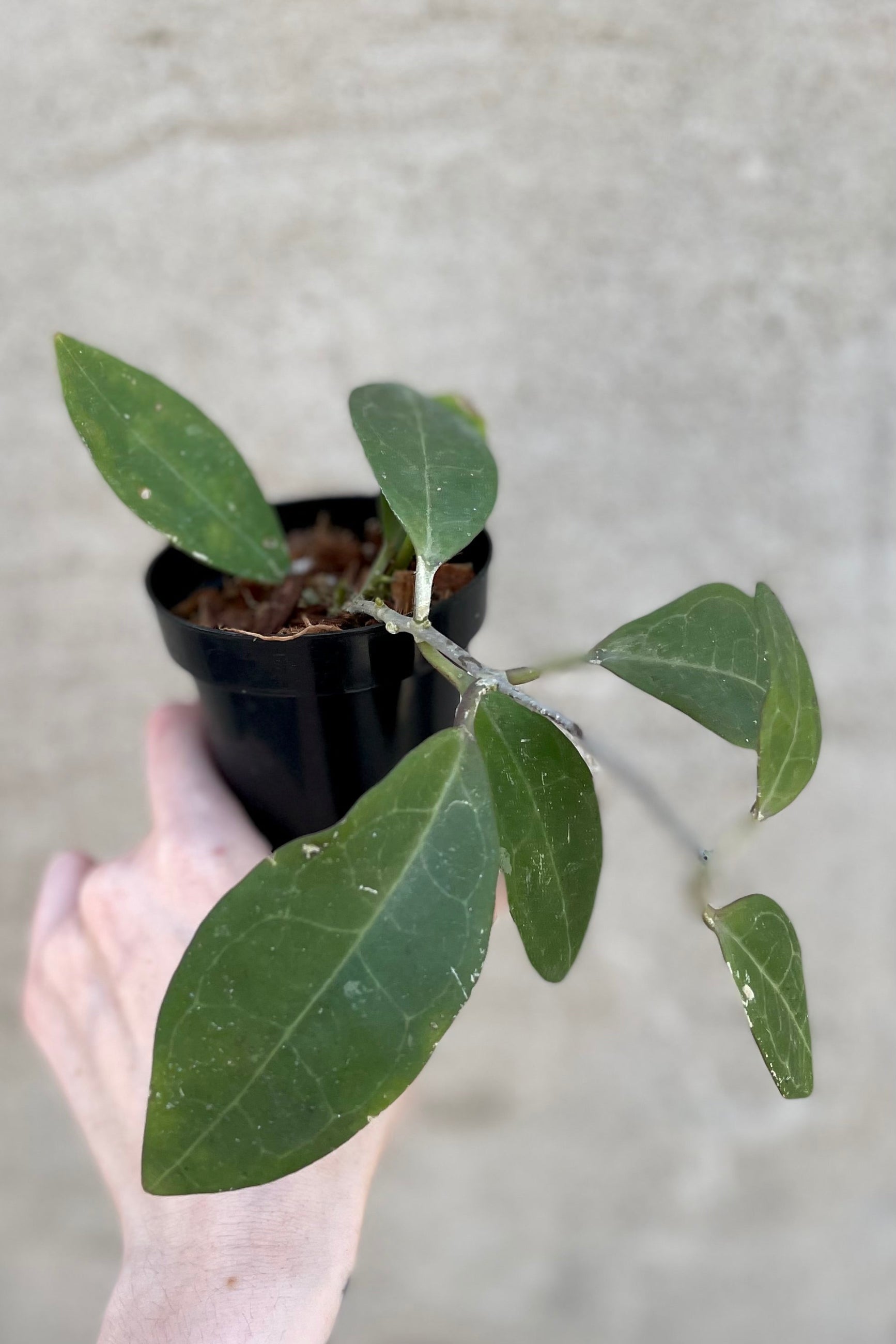 Close photo of veined green leaves of Hoya elliptica ©Sprout Home