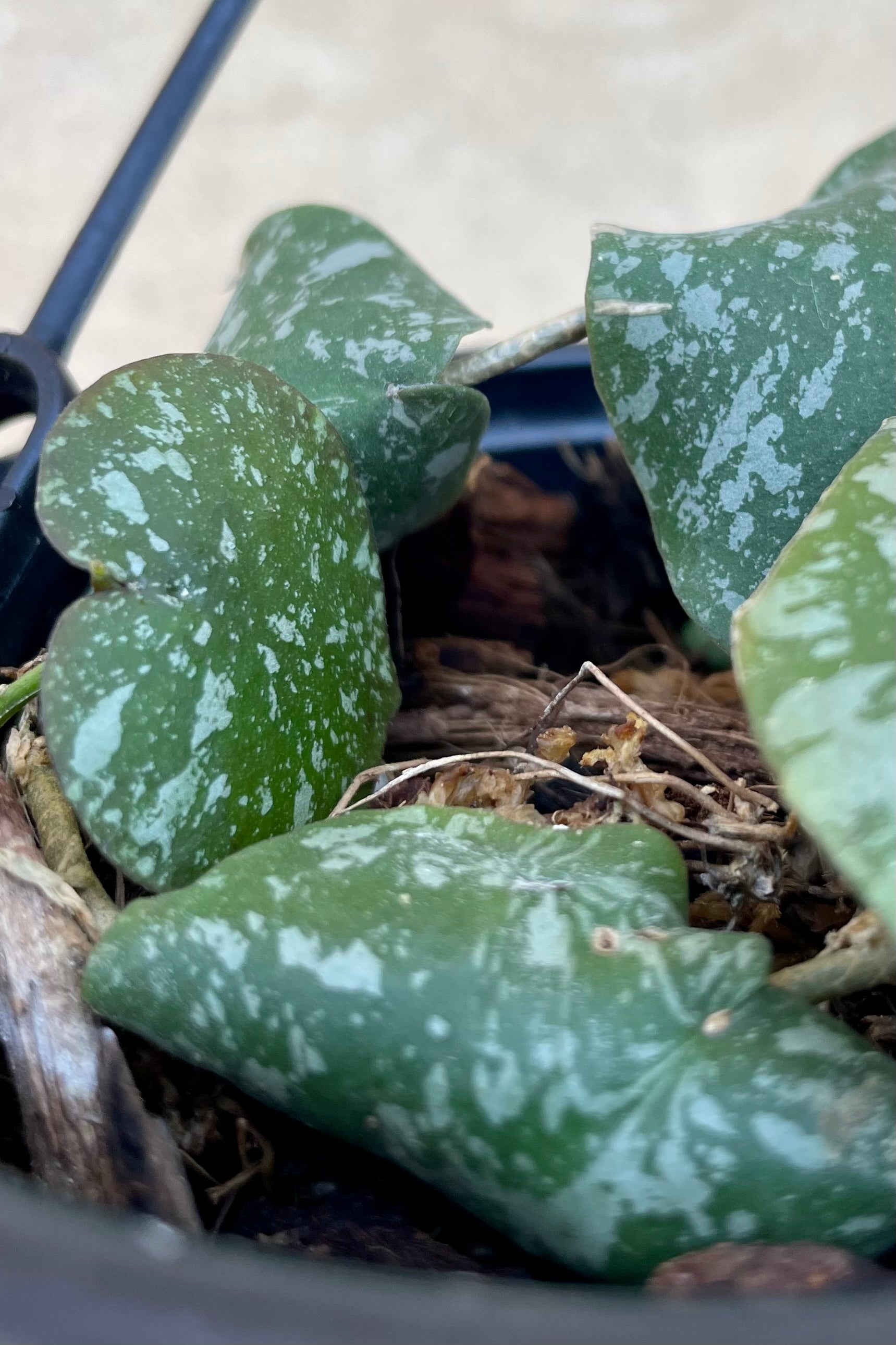 Detail of Hoya imbricata Basket against a grey wall