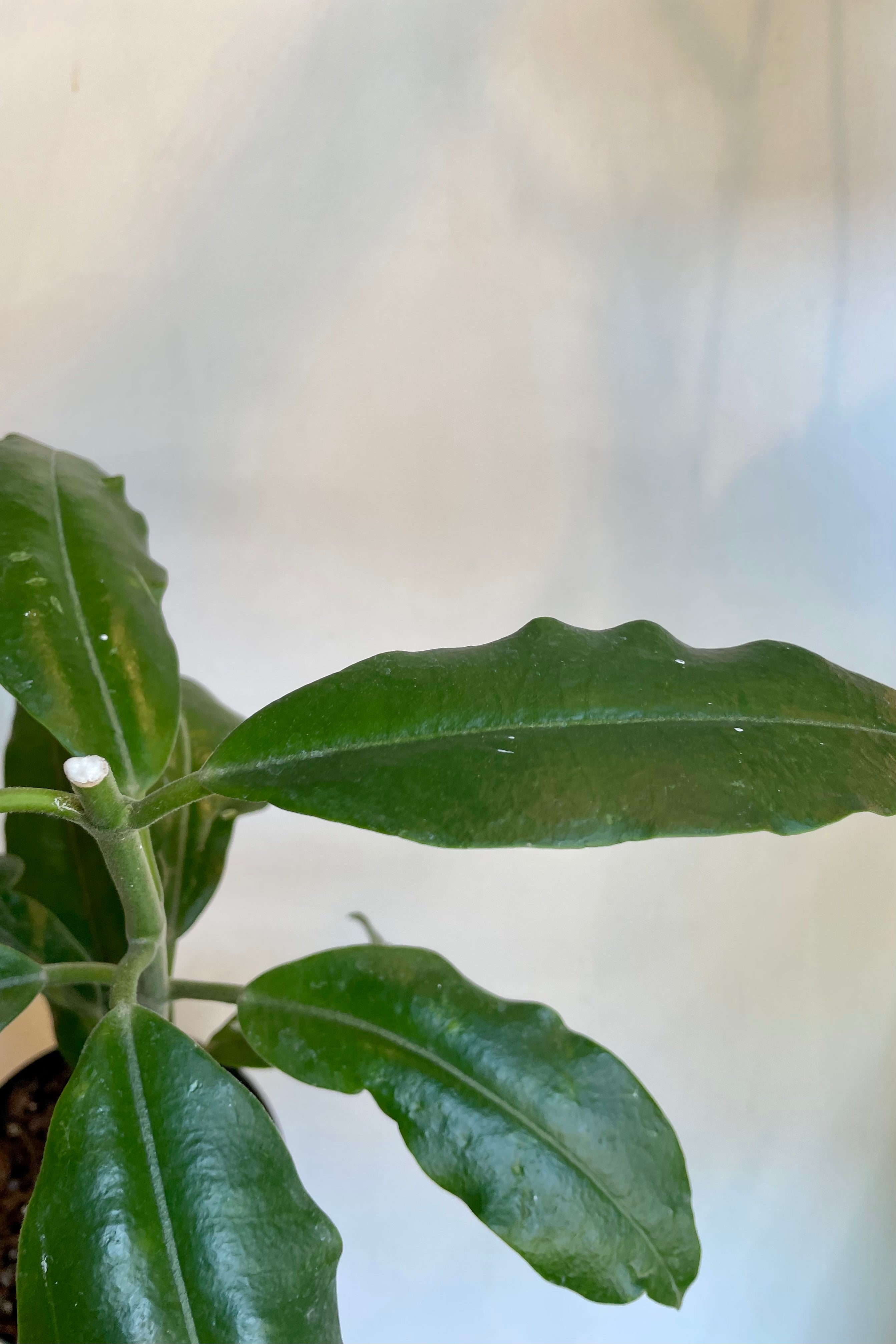 Glossy broad green leaves of Hoya imperialis