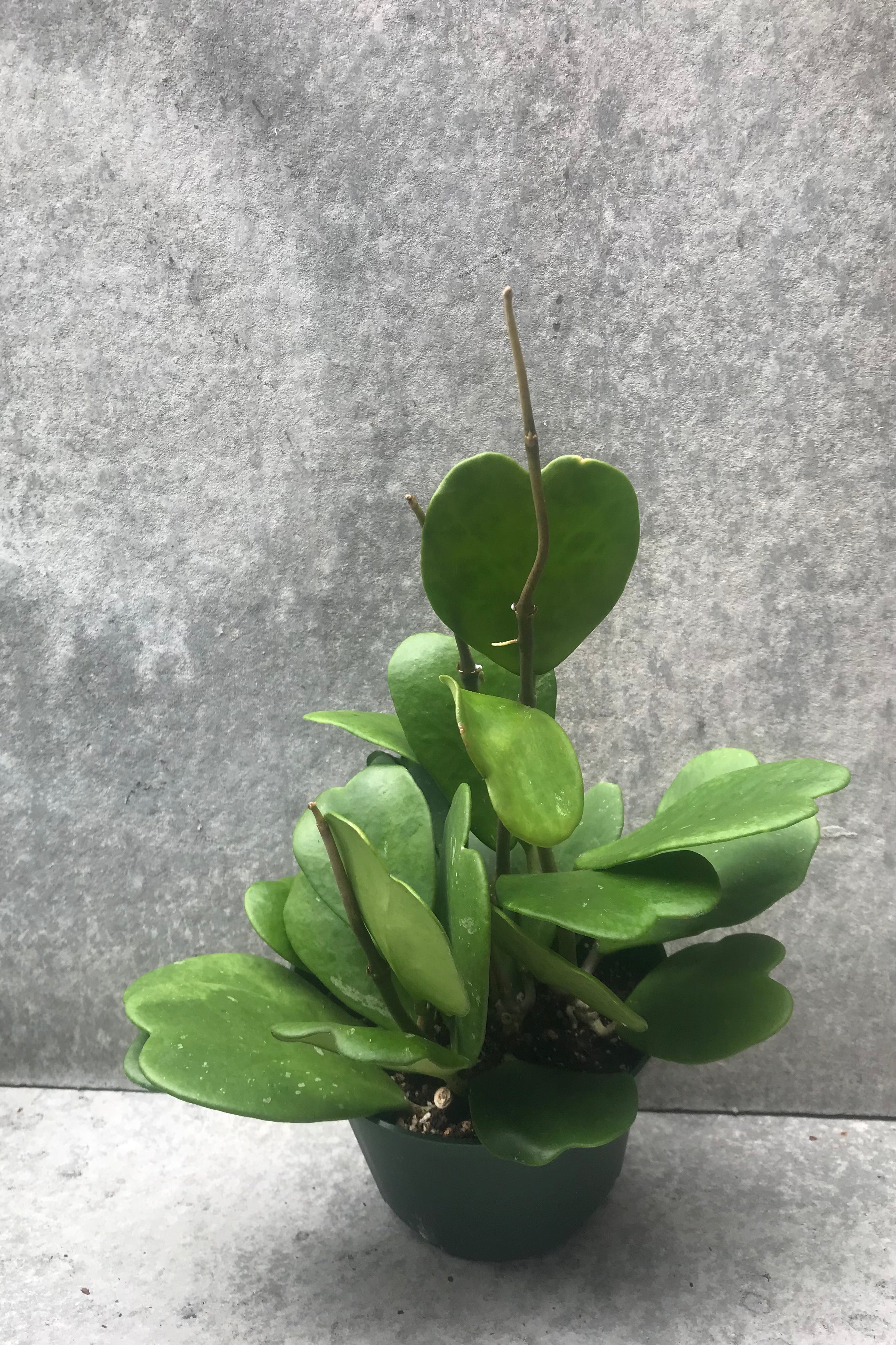 Hoya kerrii plant in a 6" growers pot against a grey wall.