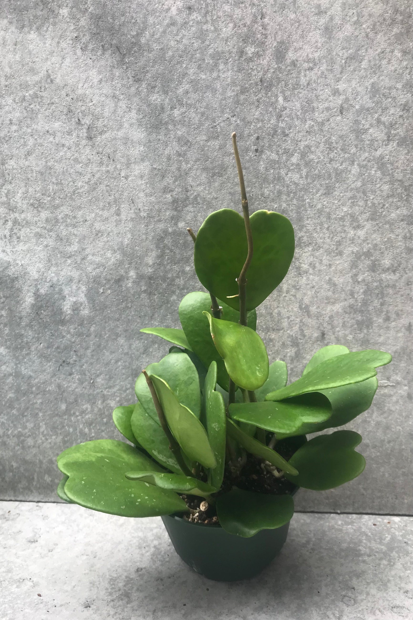 Hoya kerrii plant in a 6" growers pot against a grey wall. ©Sprout Home