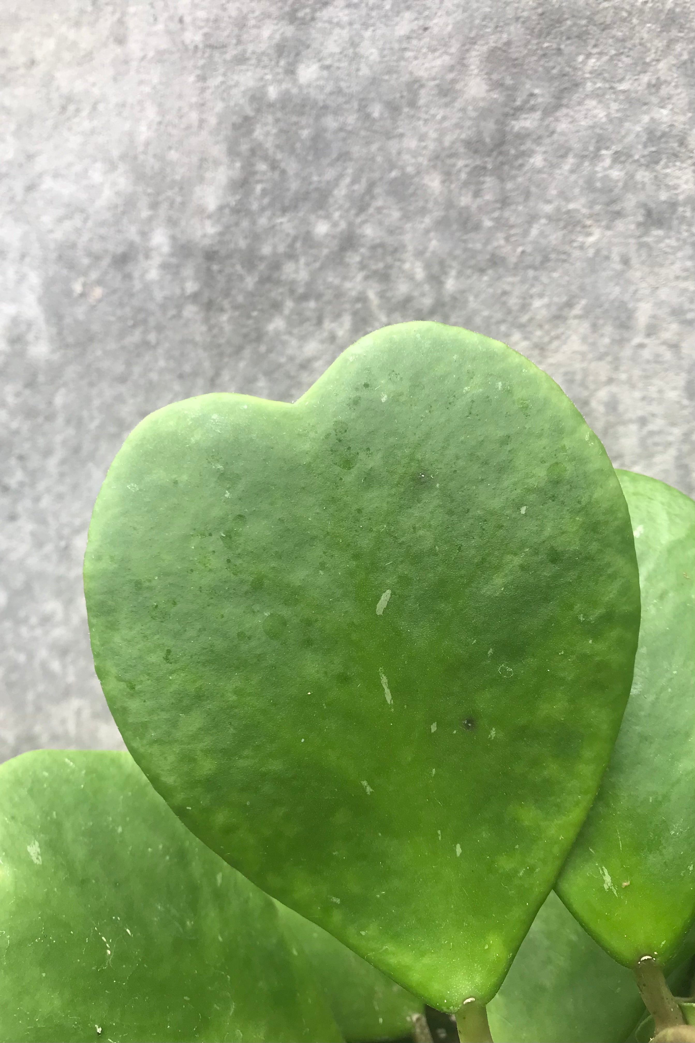 Hoya kerrii detail picture of the heart shaped thick leaf.