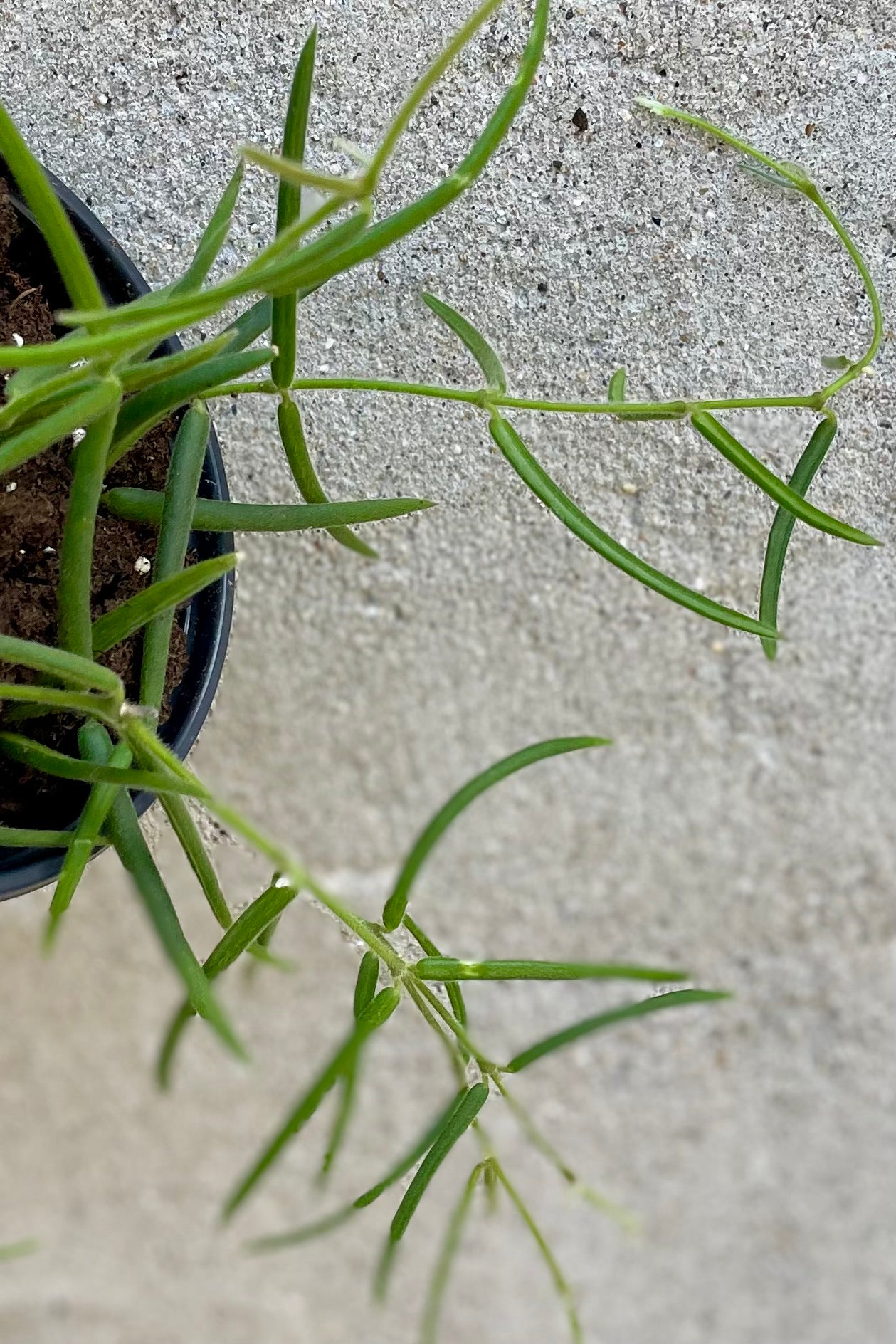 A detailed look at foliage of the Hoya linearis ©Sprout Home