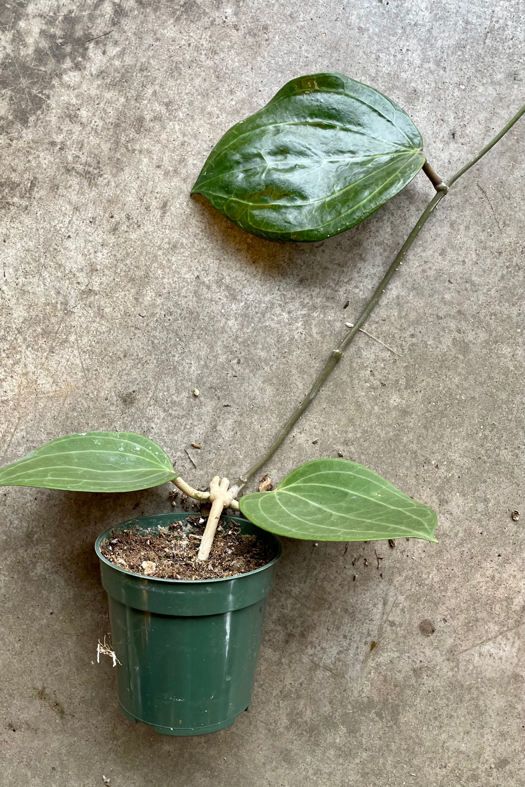Hoya Latifolia in a 4" pot with 2 leaves at the base and another a couple inches up the vine at Sprout Home.