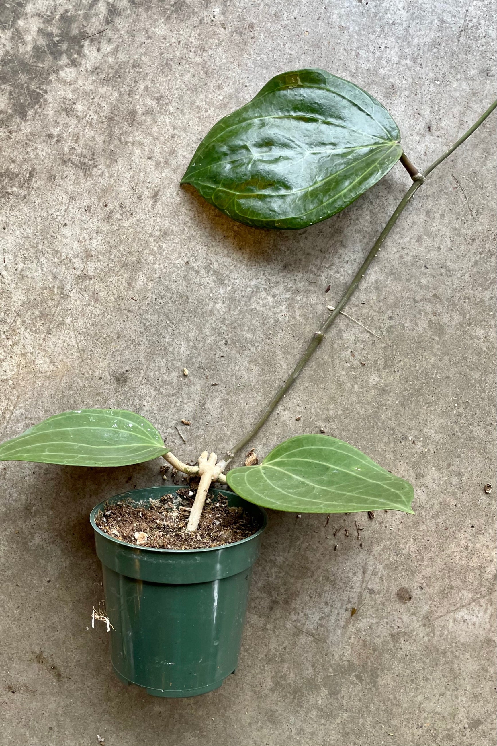 Hoya Latifolia in a 4" pot with 2 leaves at the base and another a couple inches up the vine at Sprout Home. ©Sprout Home