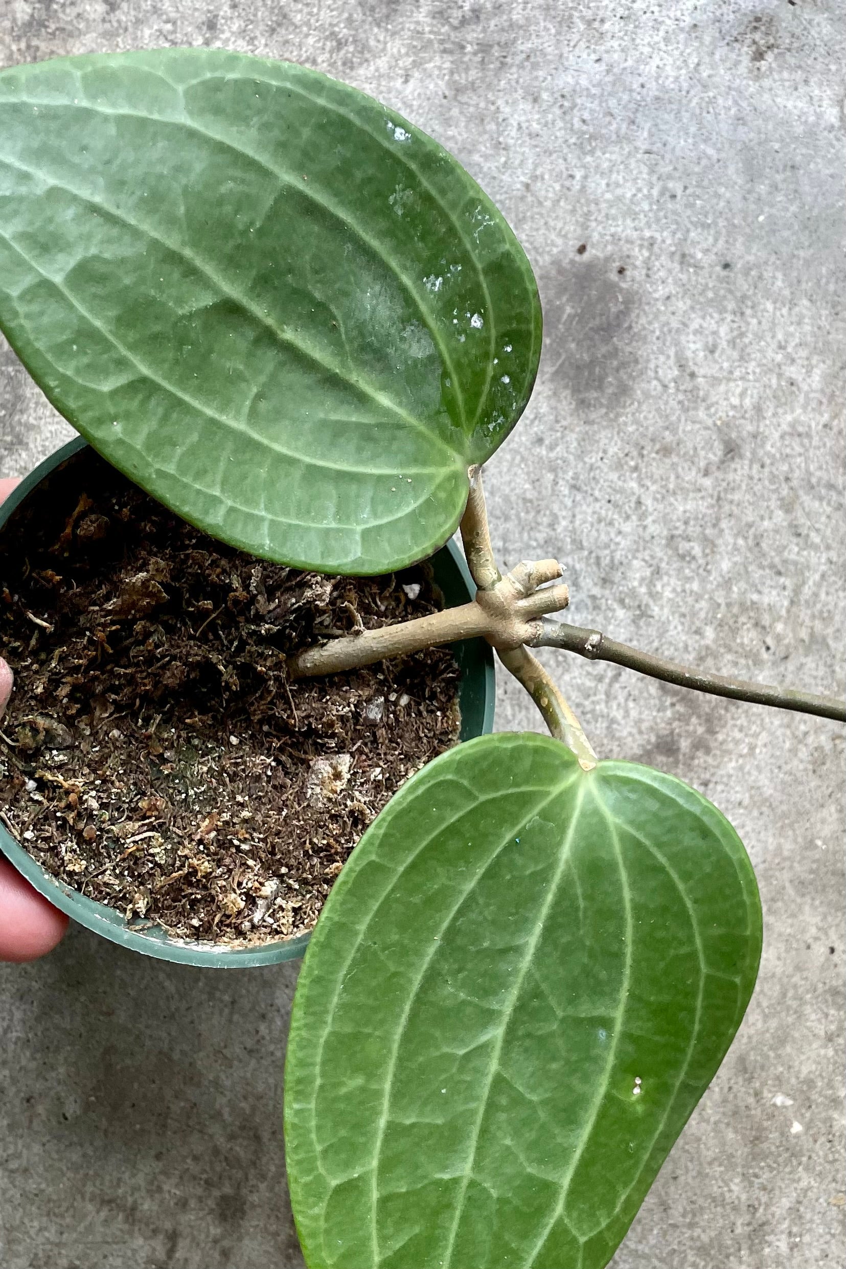 A detail shot of the leaves of the Hoya latifolia at Sprout Home.
