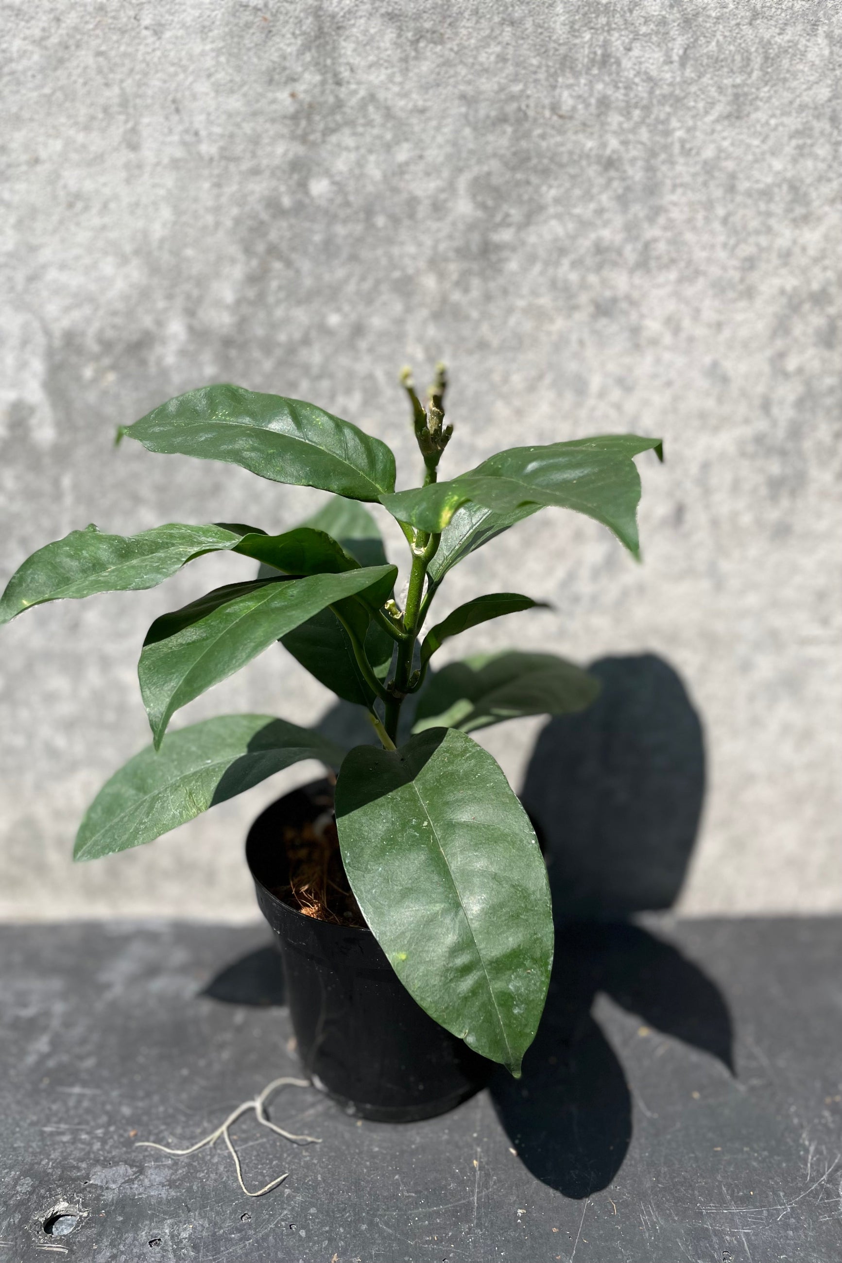 Hoya multiflora in a 4" growers pot against a grey walll ©Sprout Home