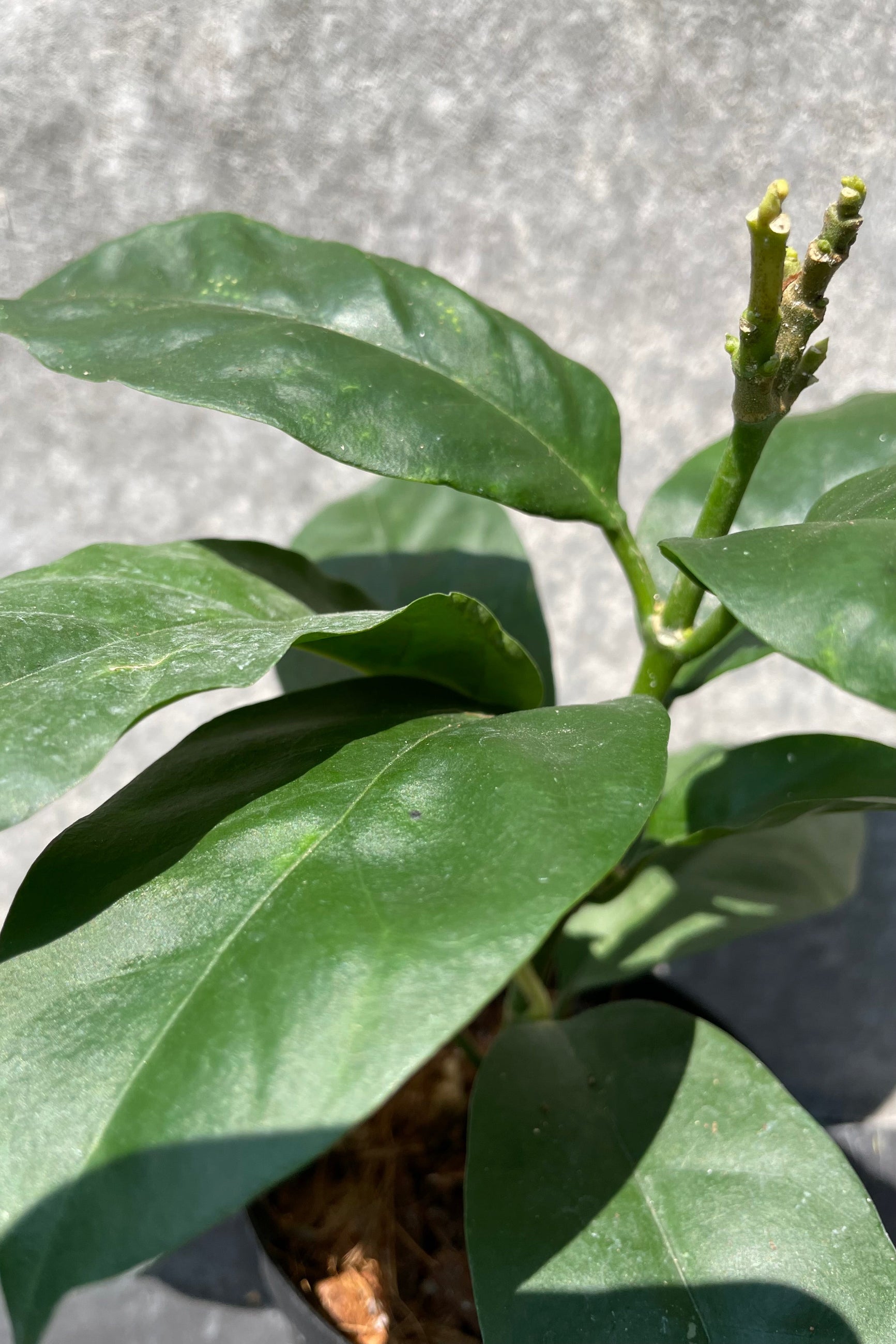Hoya multiflora up close detail shot of the leaves. ©Sprout Home