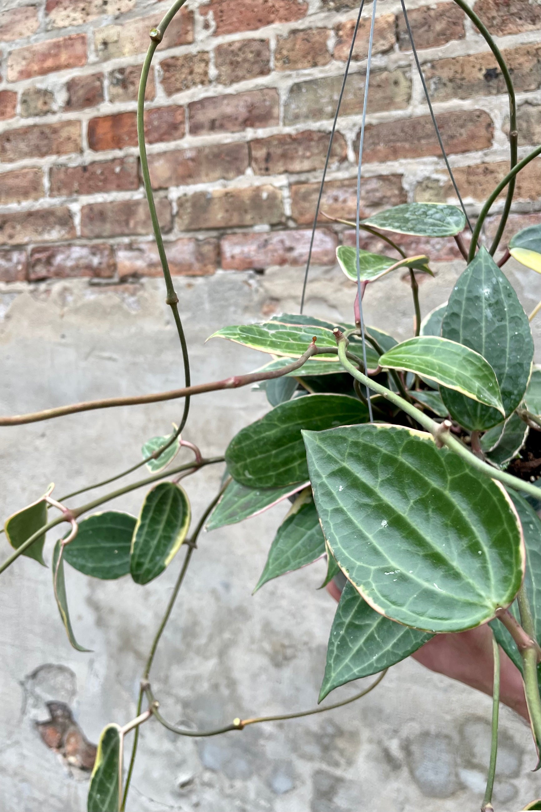 Hoya macrophylla 8" detail of large lance to ovate shaped green waxy leaves against a grey and brick wall ©Sprout Home