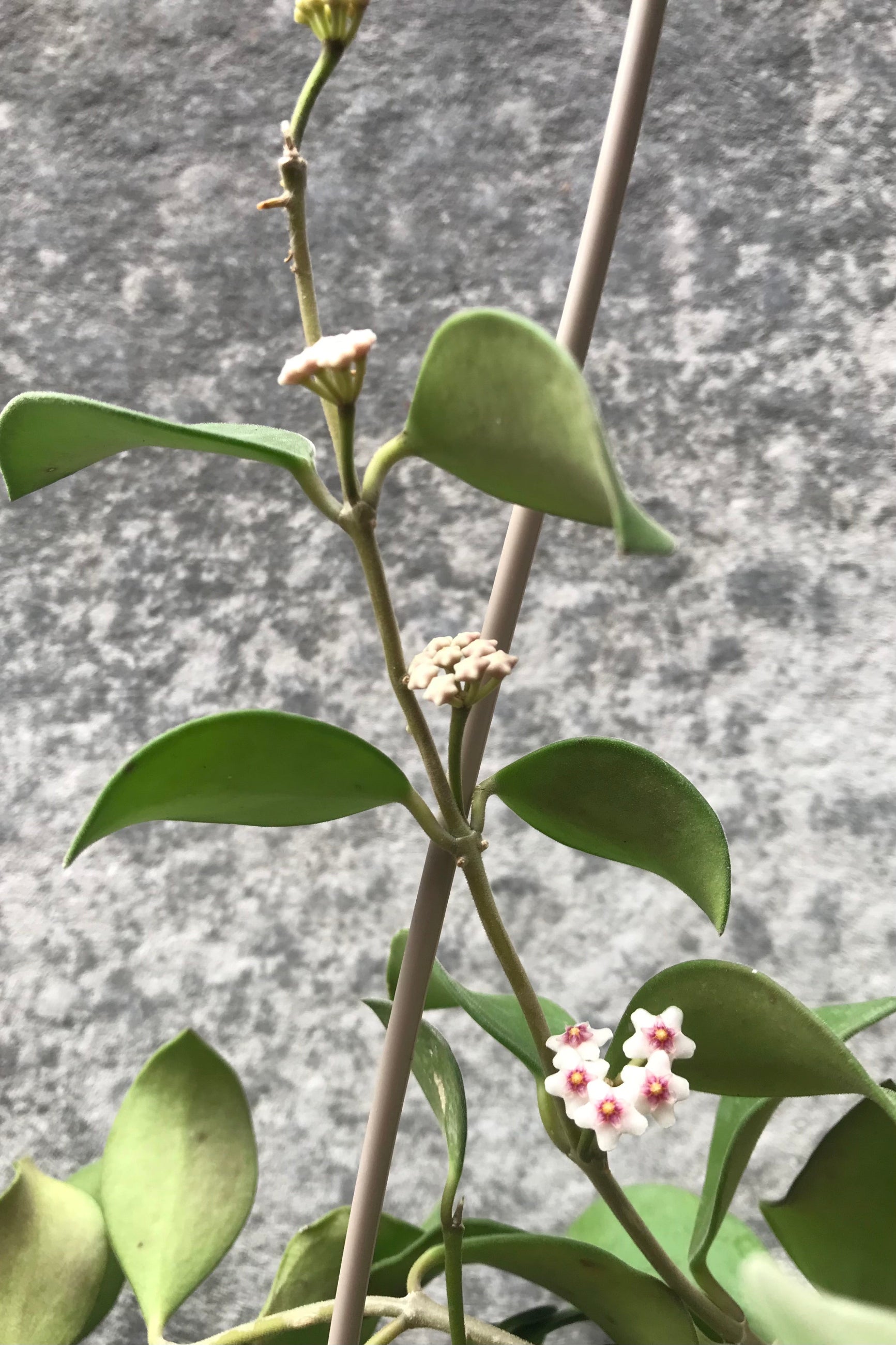 The Hoya nummularioides boasts a gorgeous flower and green foliage! ©Sprout Home