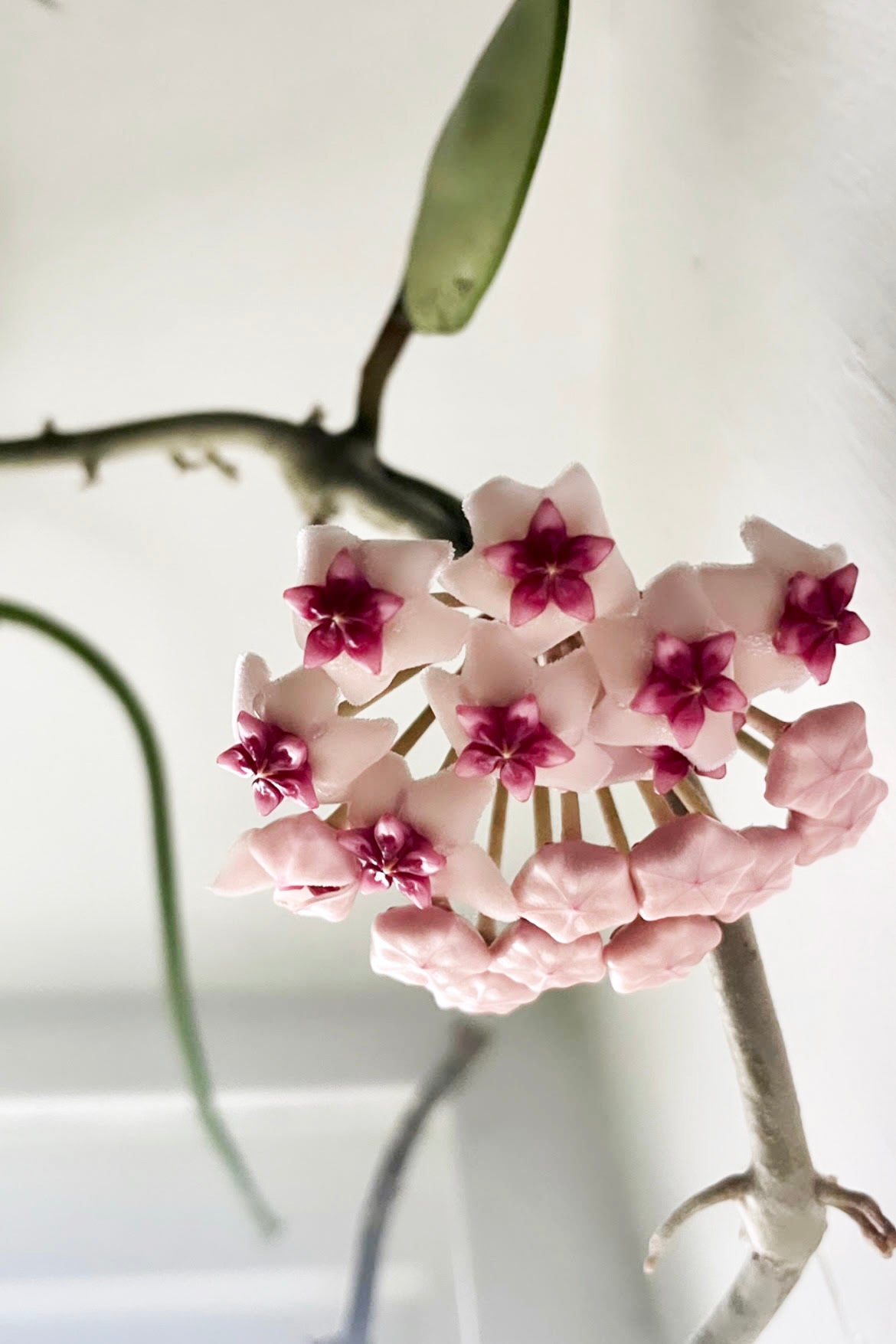 A view of the flower produced by Hoya obovata against white backdrop ©Sprout Home