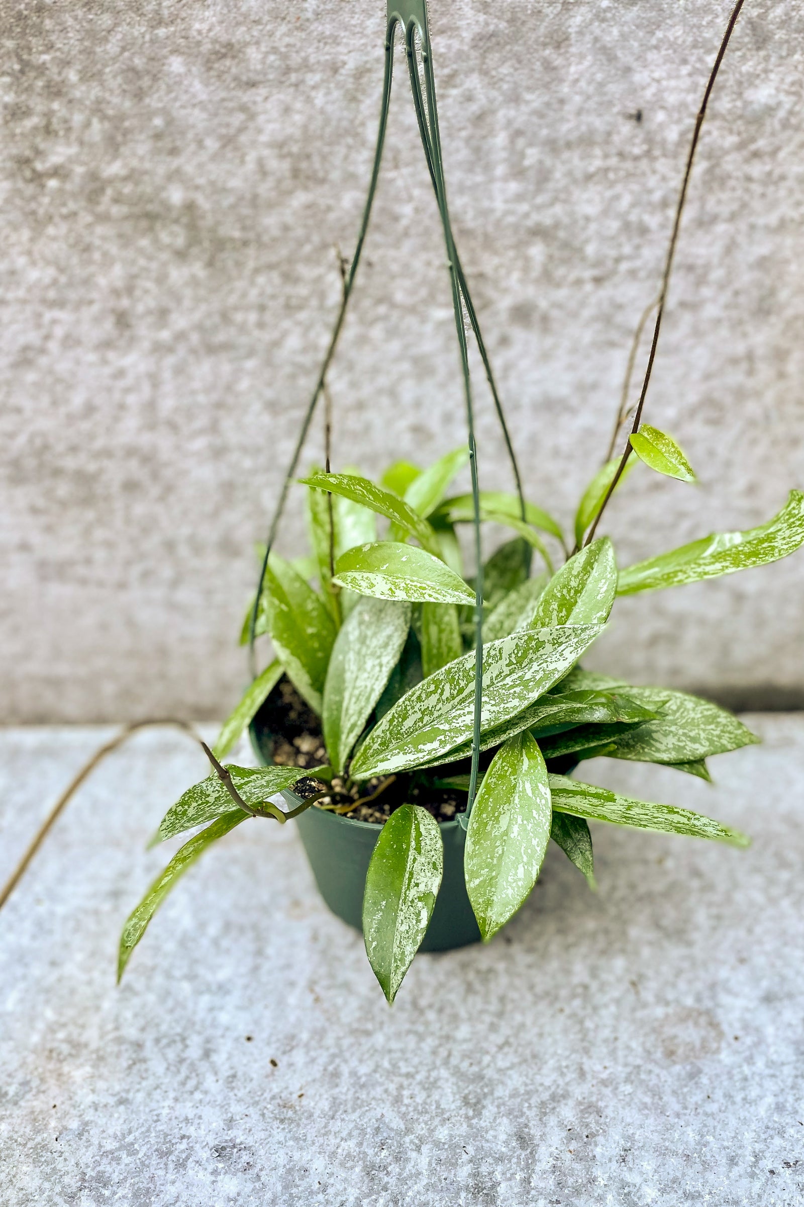 Hoya pubicalyx in front of grey background