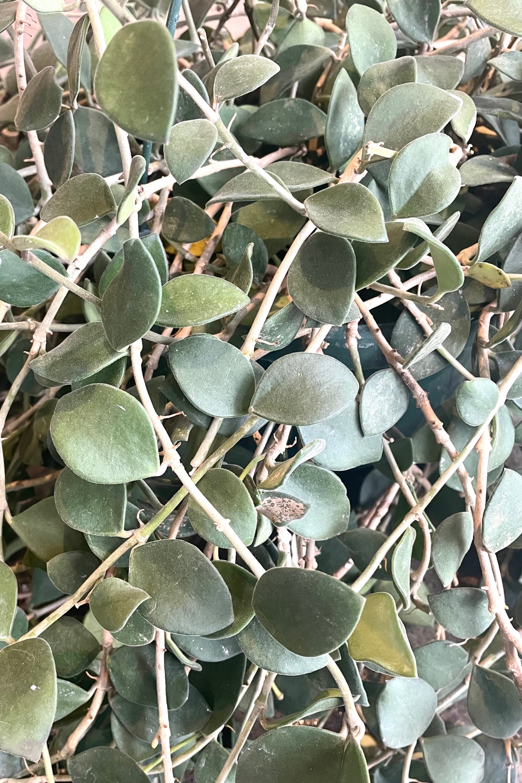 A detailed view of Hoya nummularioides 8" ©Sprout Home