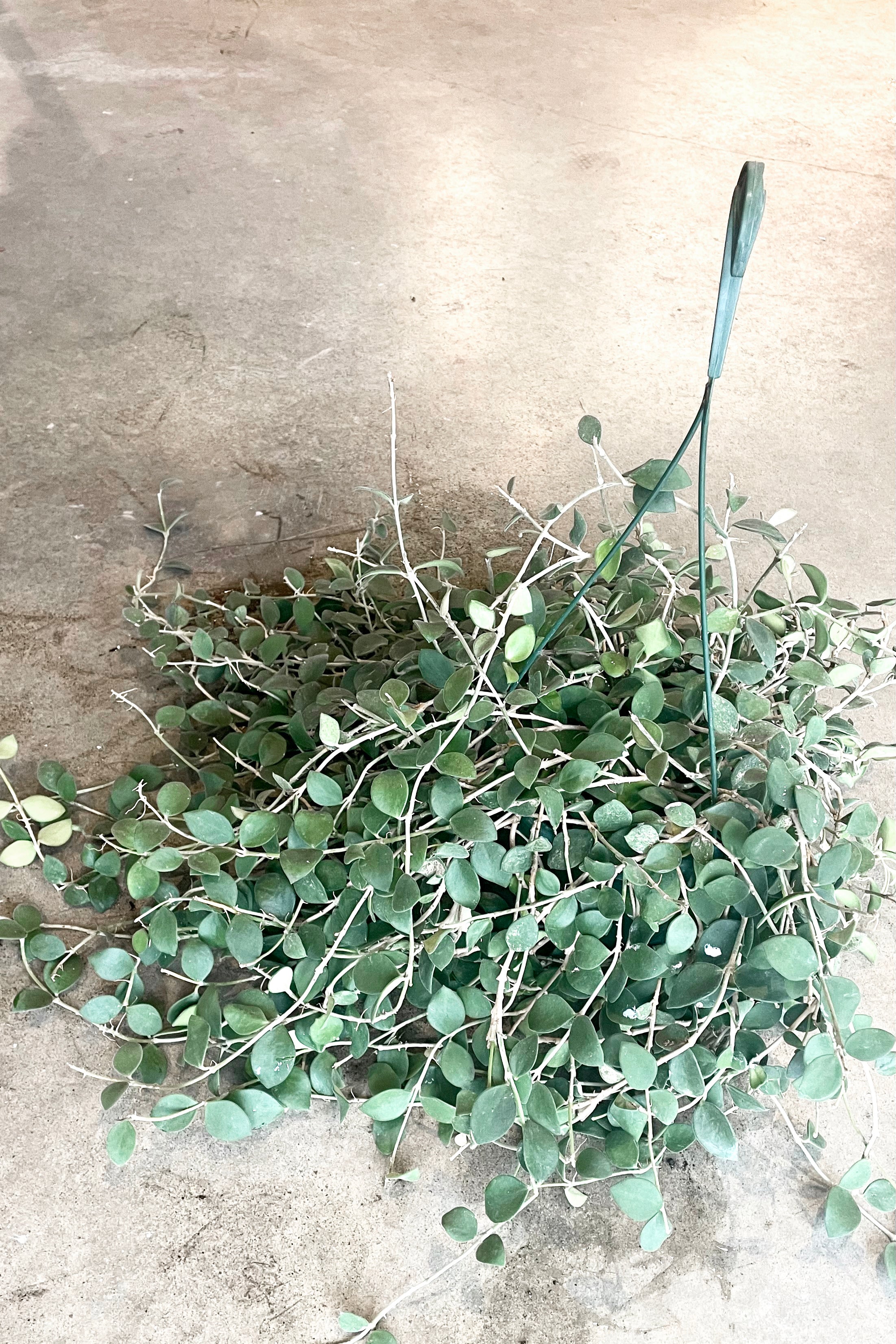 A full view of Hoya nummularioides 8" in a hanging basket against concrete backdrop