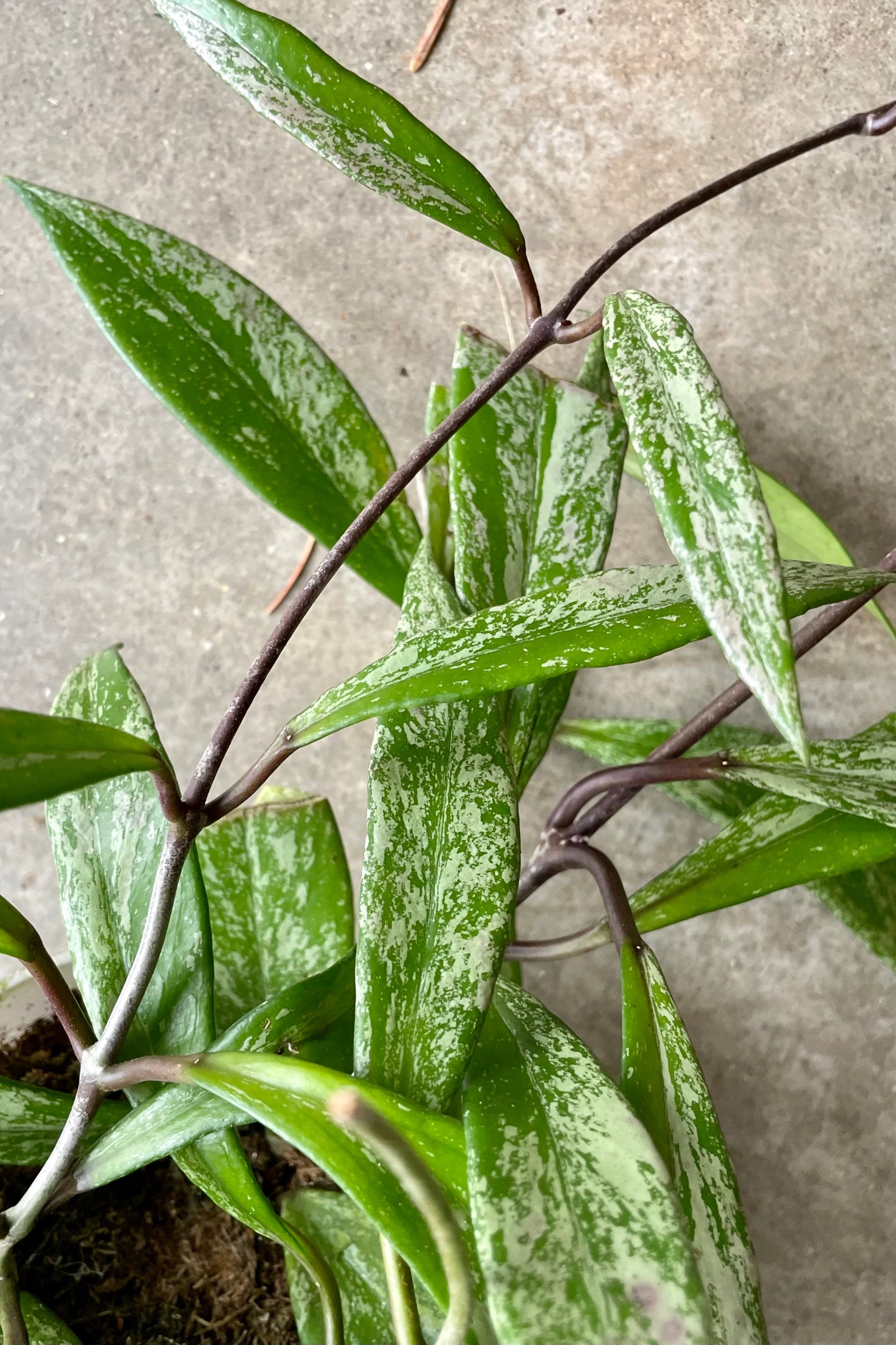 up close picture of the leaves of the Hoya pubicalyx x 'Splash' showing its green and off white variegation on its long thick leaves at Sprout Home.©Sprout HOme