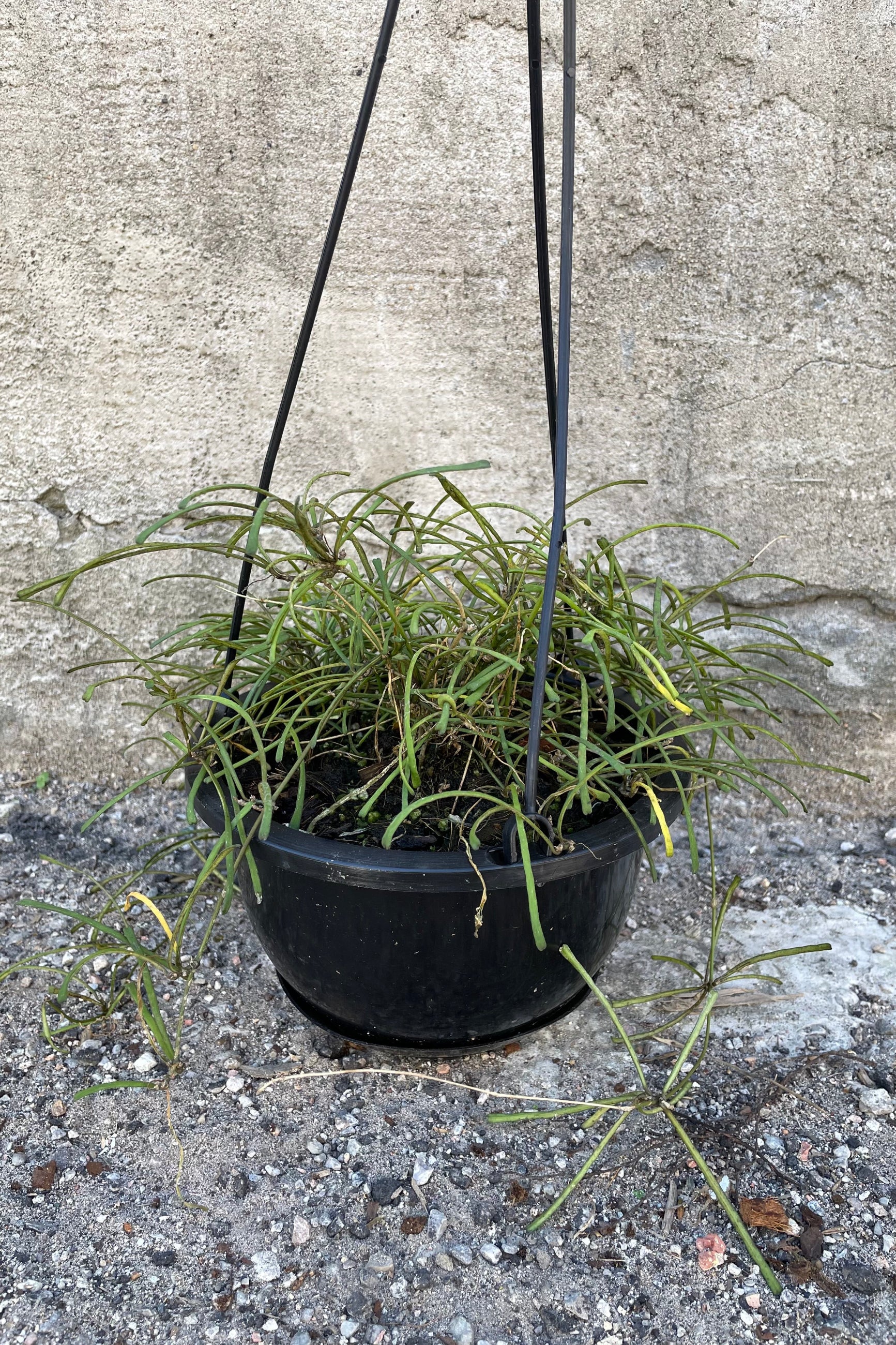 Hoya retusa in hanging grow pot in front of concrete wall ©Sprout Home