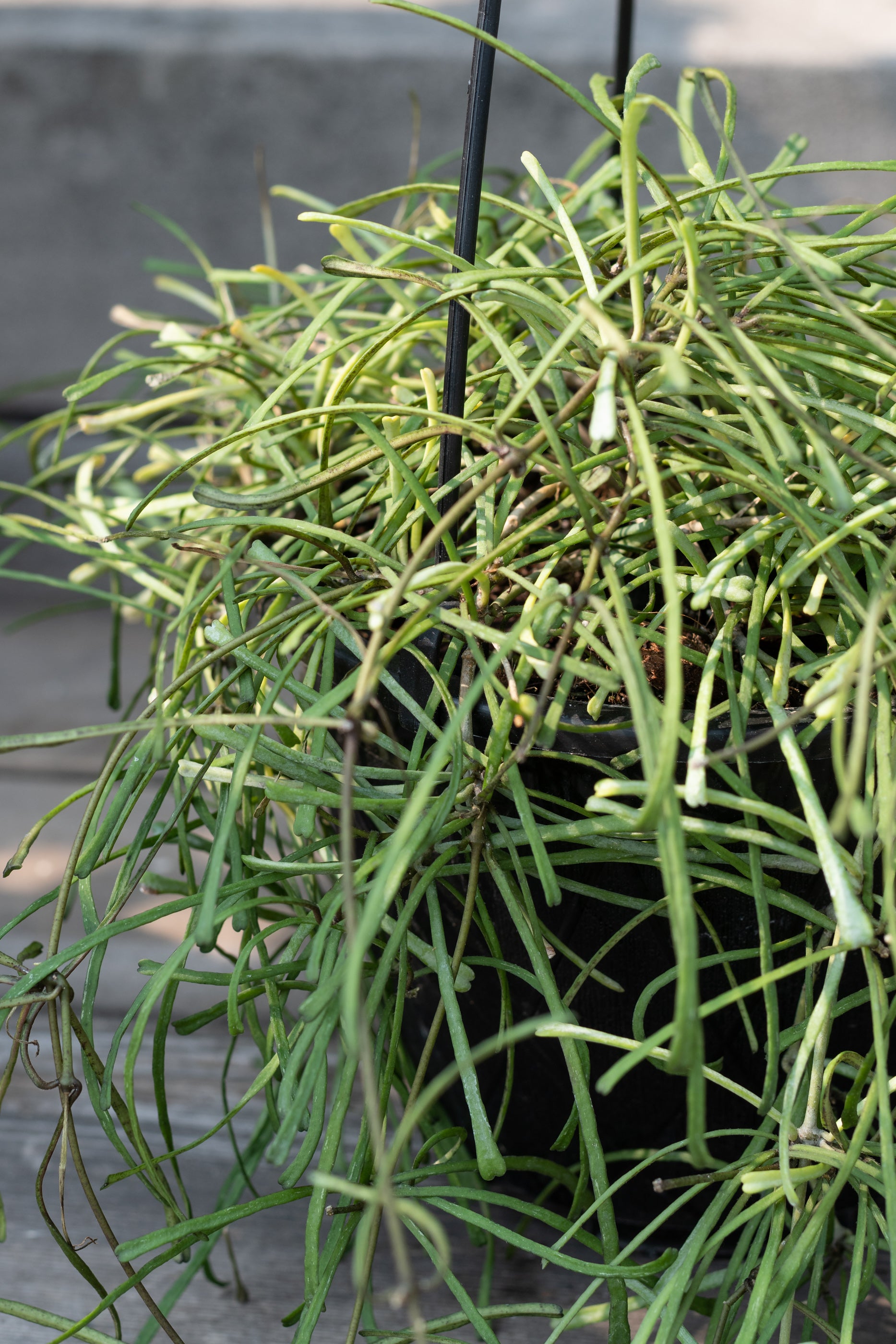 Hoya retusa Basket