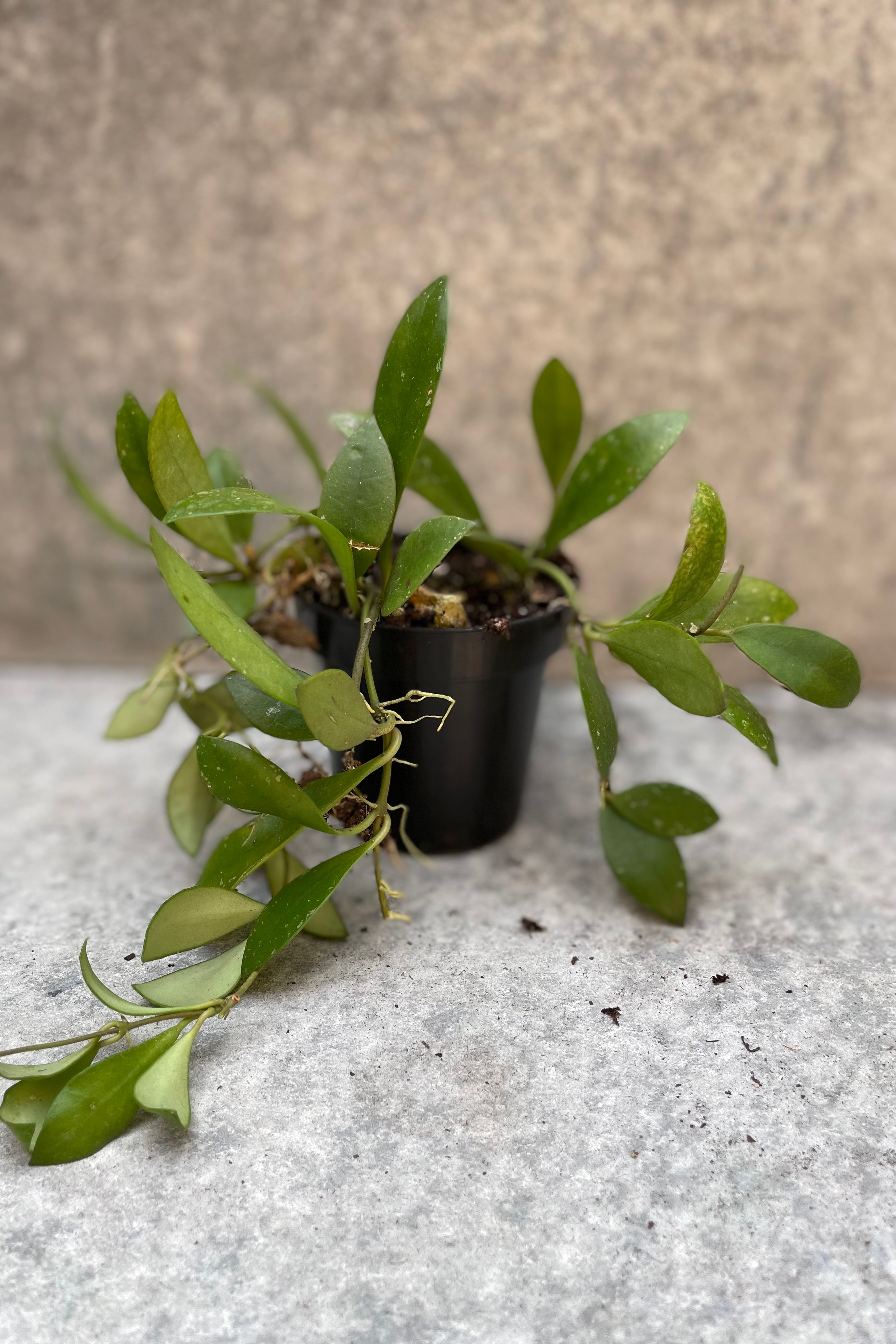Hoya sipitangensis in a 3" growers pot against a grey wall.