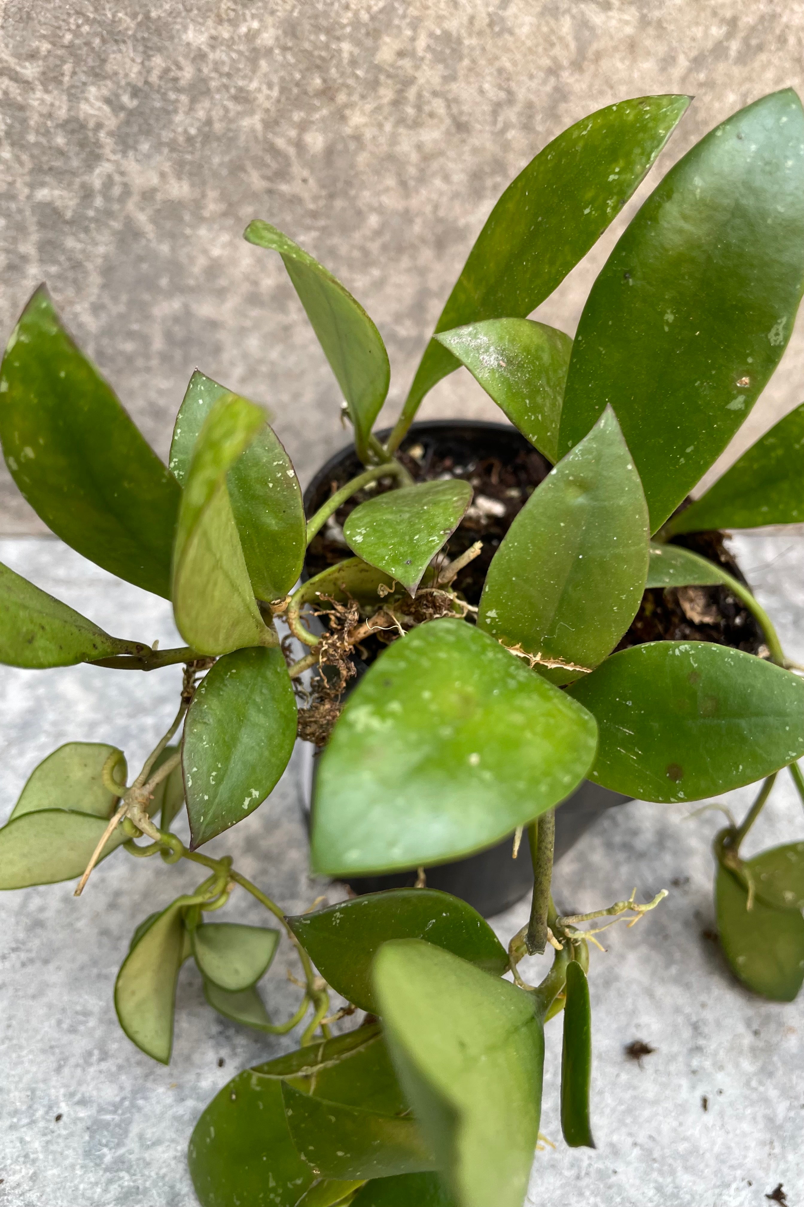 Hoya sipitangensis close of the thick green leaves.