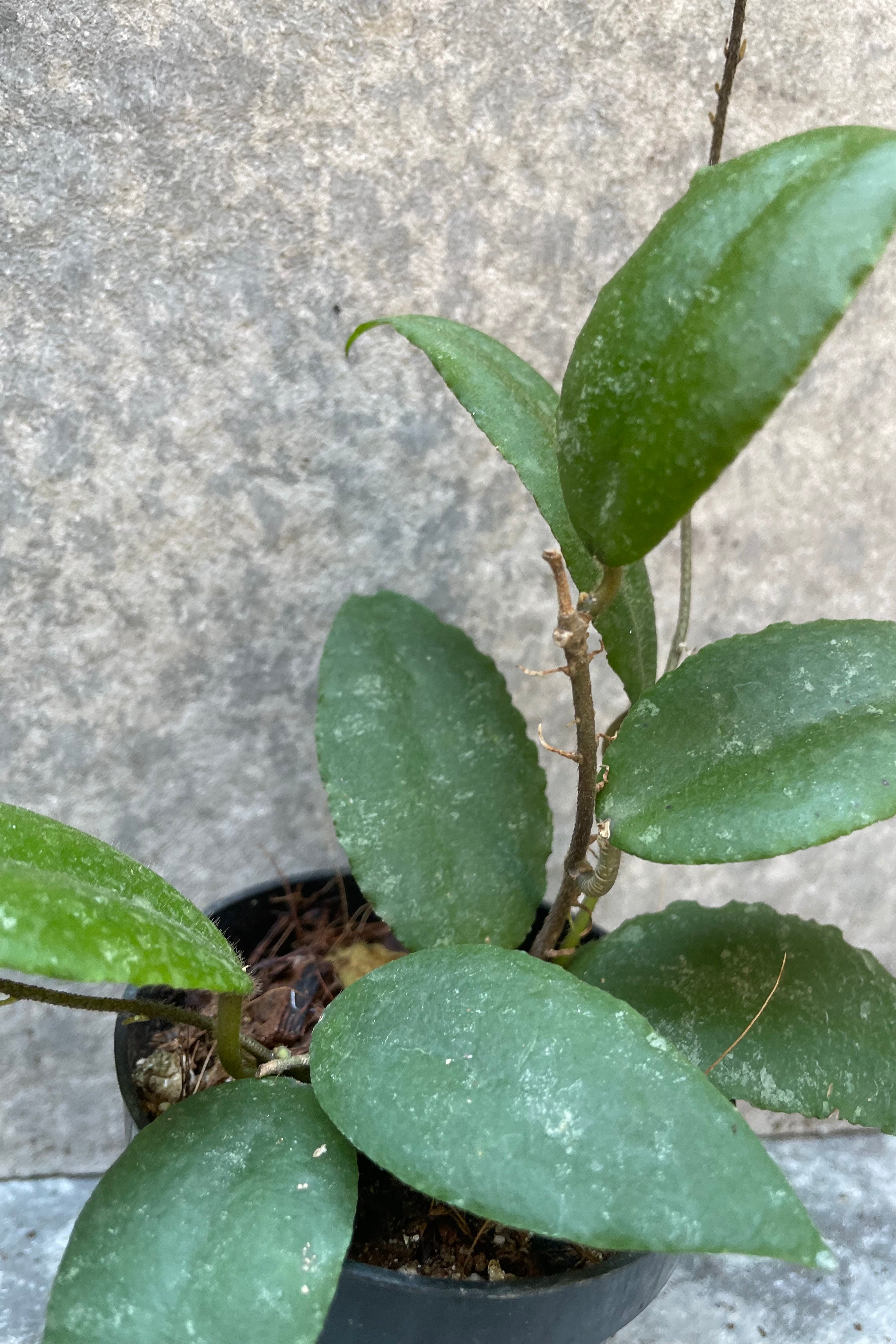 Hoya 'Sumatra' detail picture of the green thick leaves.