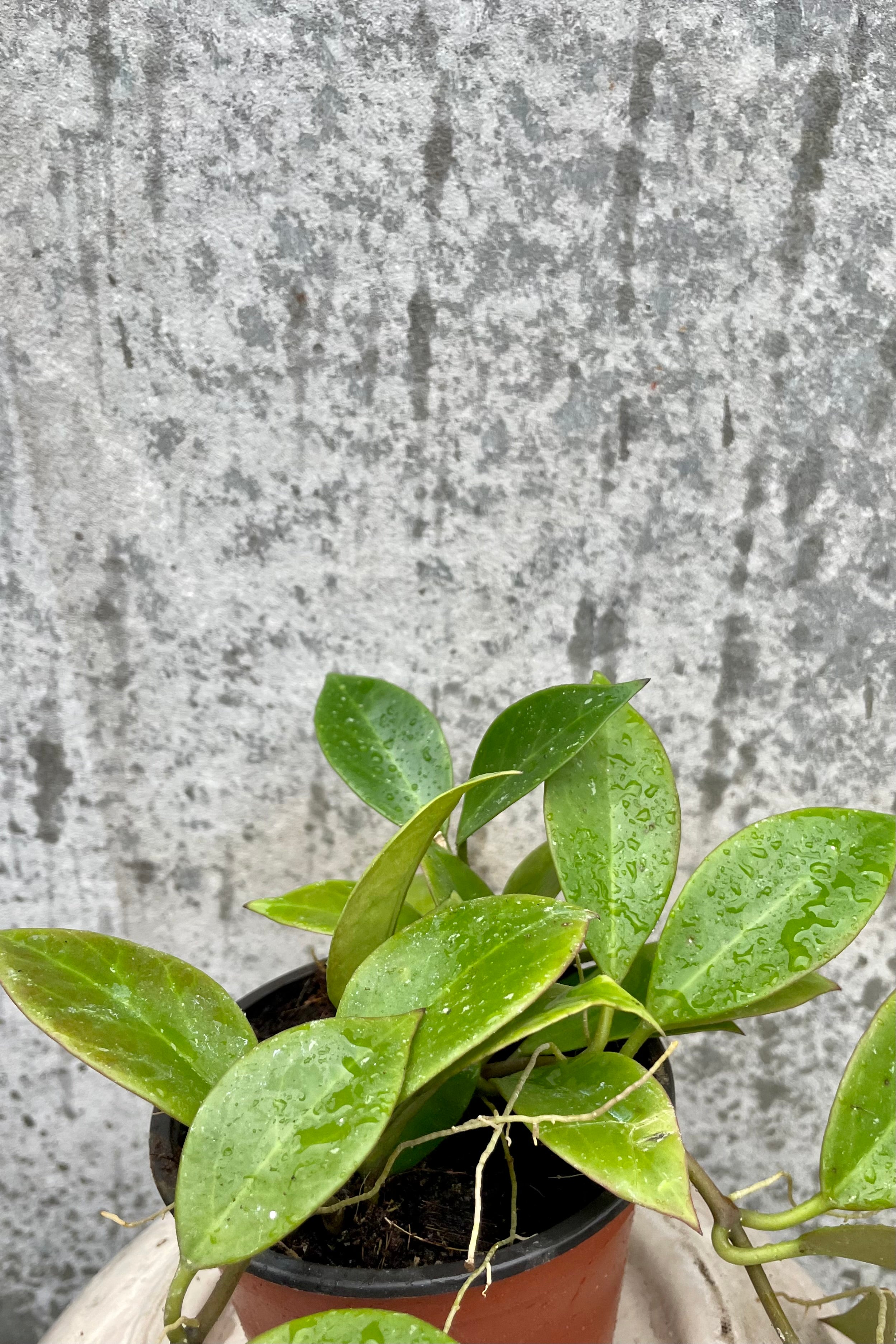 Glossy green leaves of Hoya 'Sunrise' plant against a gray wall.