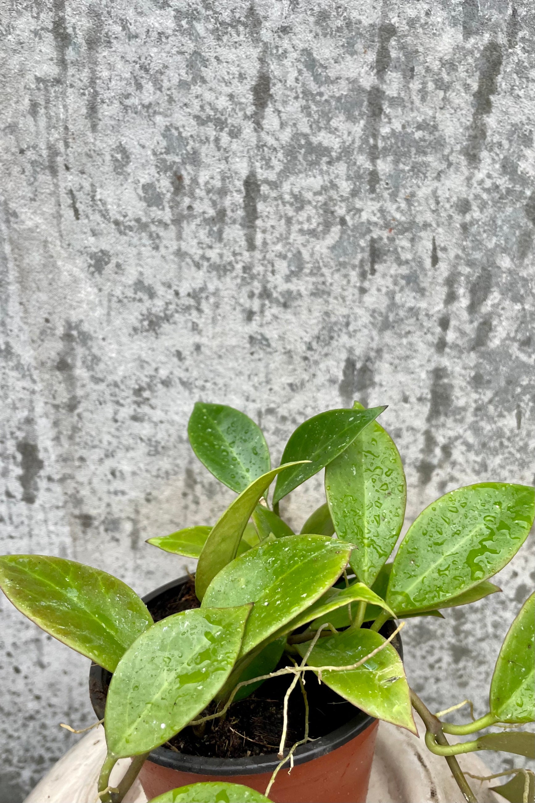 Glossy green leaves of Hoya 'Sunrise' plant against a gray wall. ©Sprout Home