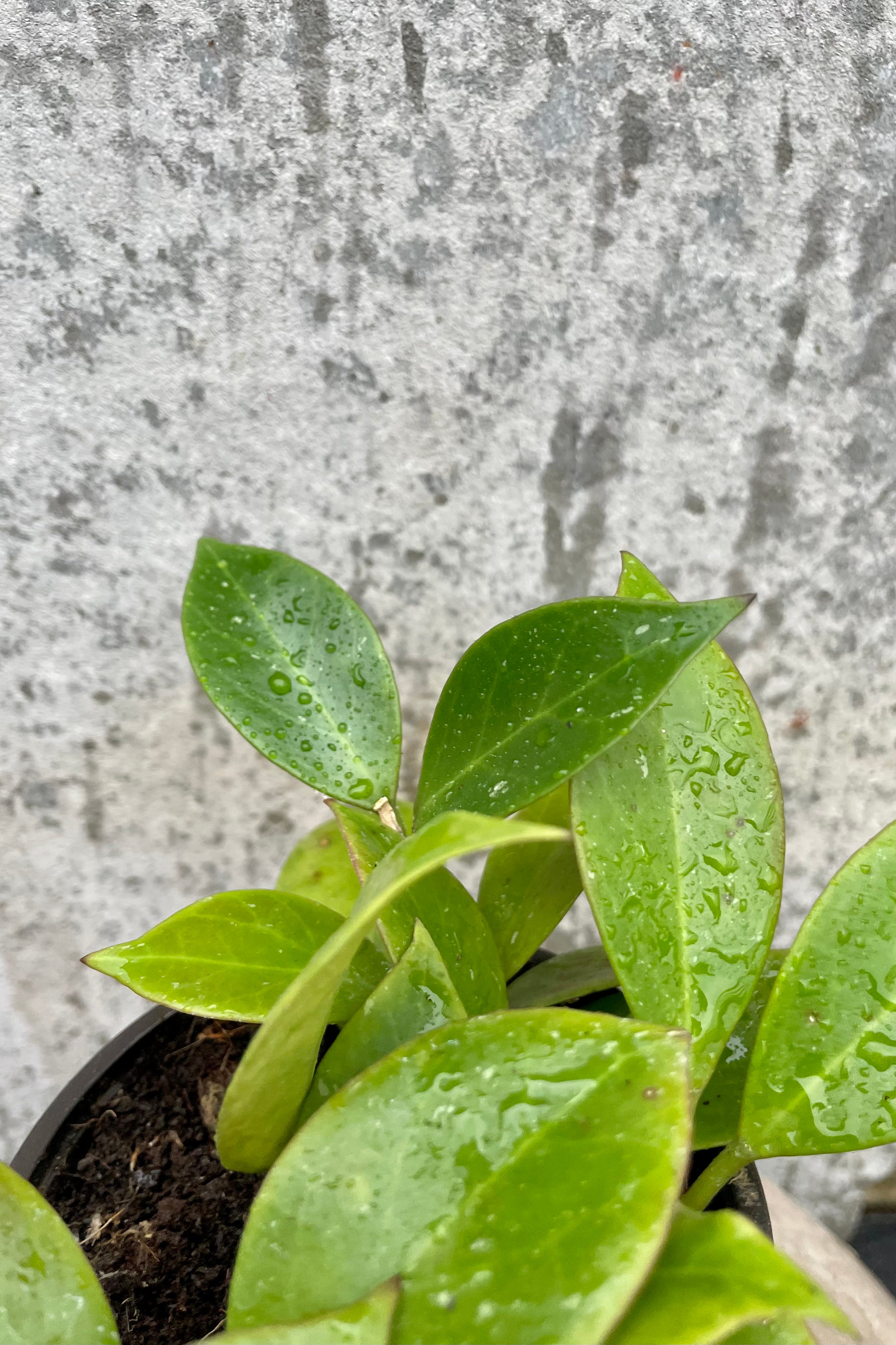 Close photo of glossy green leaves of Hoya 'Sunrise' plant against a gray wall.