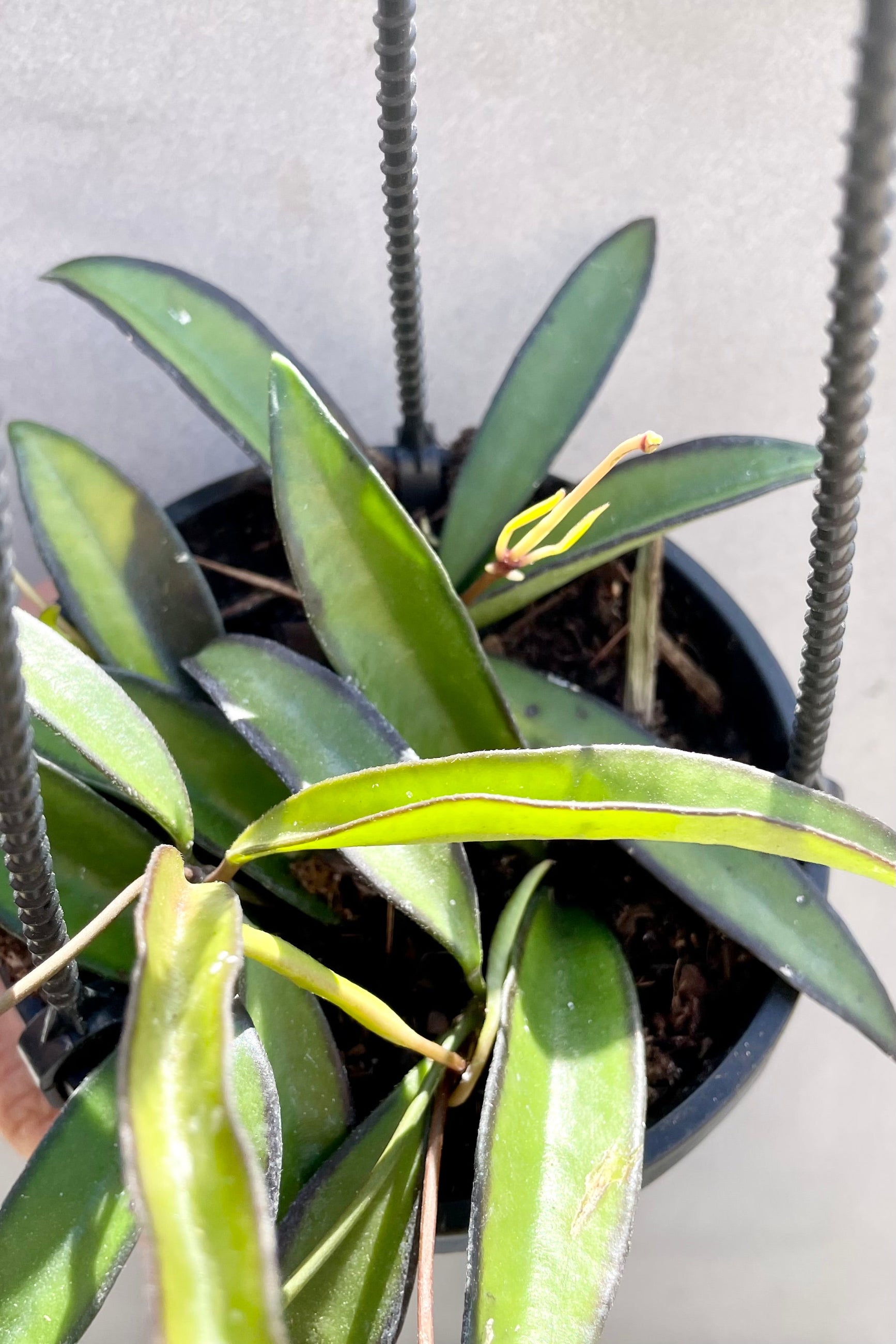Hoya wayetii close up picture of the oblong leaves against a grey wall. ©Sprout Home