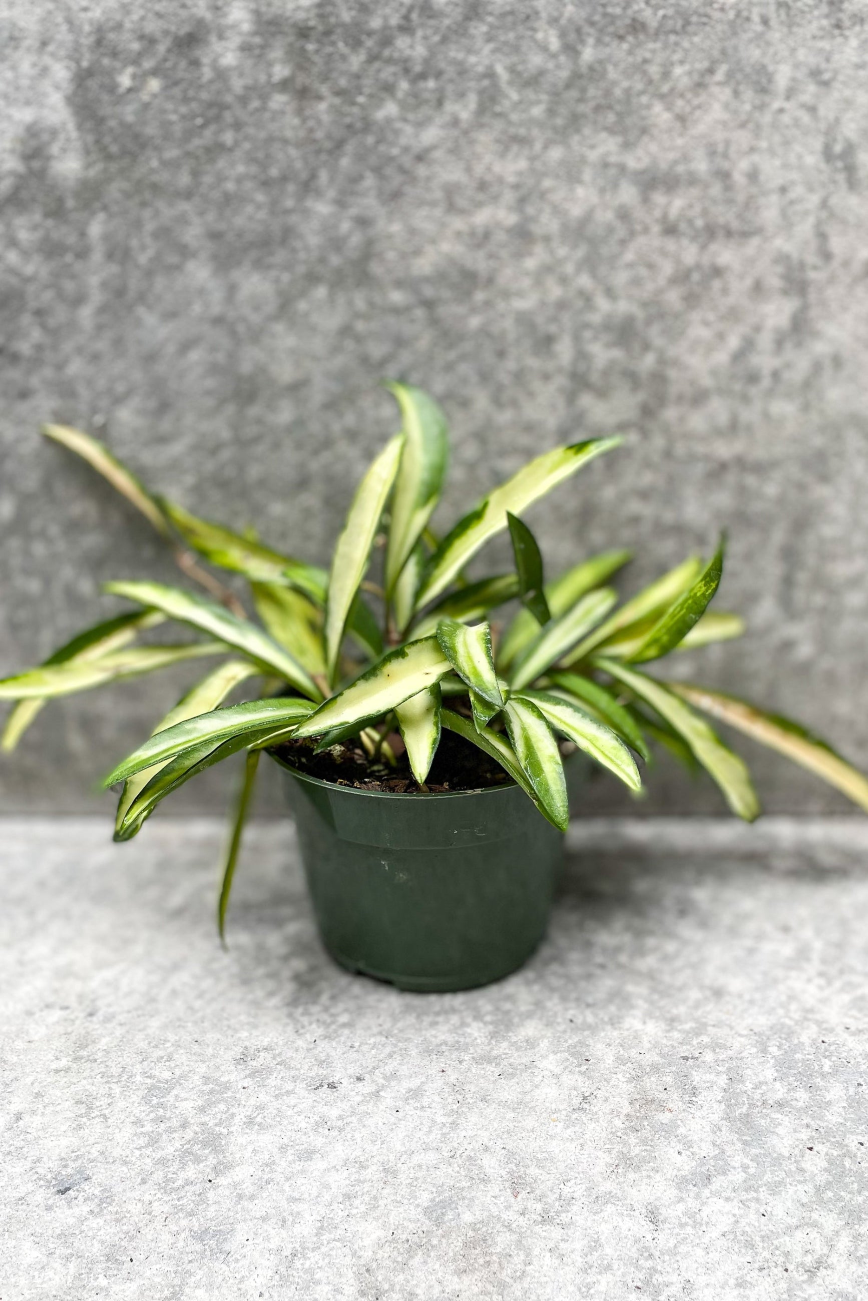 Hoya wyetii, variegated in grow pot in front of grey background ©Sprout Home