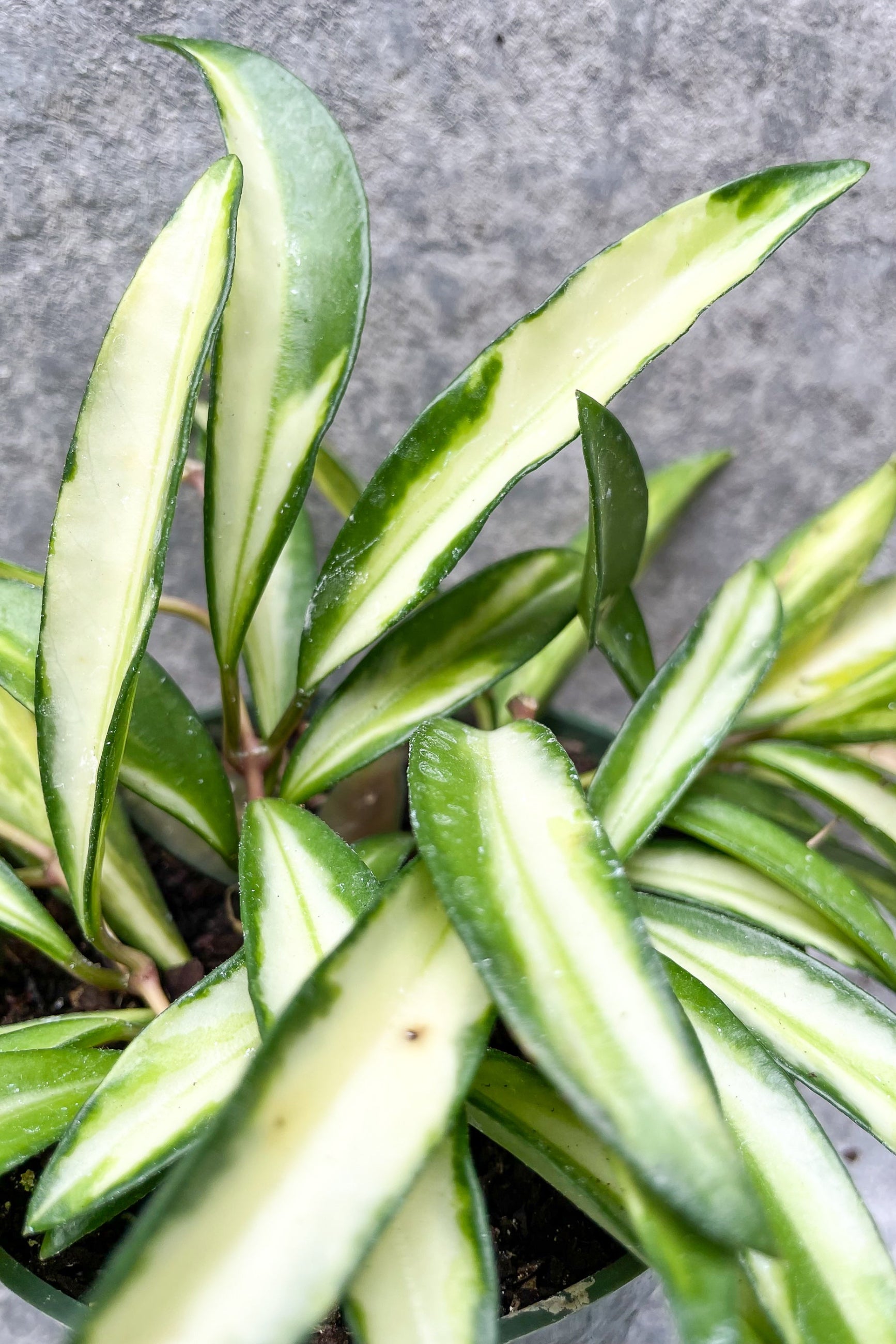 Close up of Hoya wyetii, variegated leaves ©Sprout Home