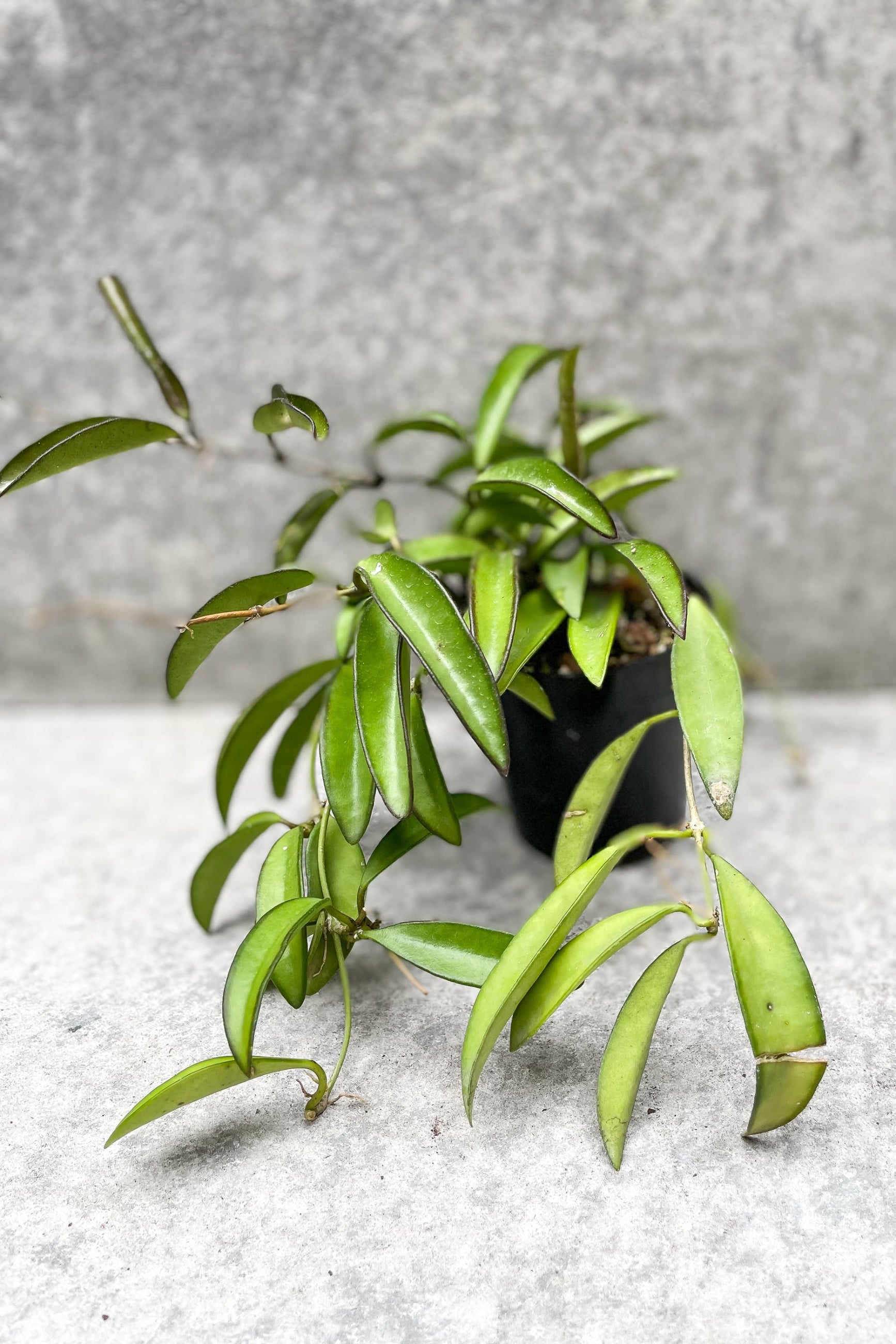 Hoya wayetii in grow pot in front of grey background ©Sprout Home