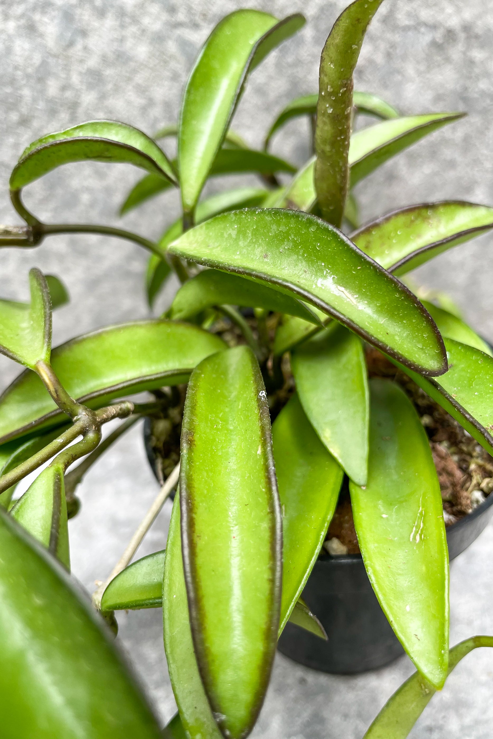 Close up of Hoya wayetii leaves in front of grey background