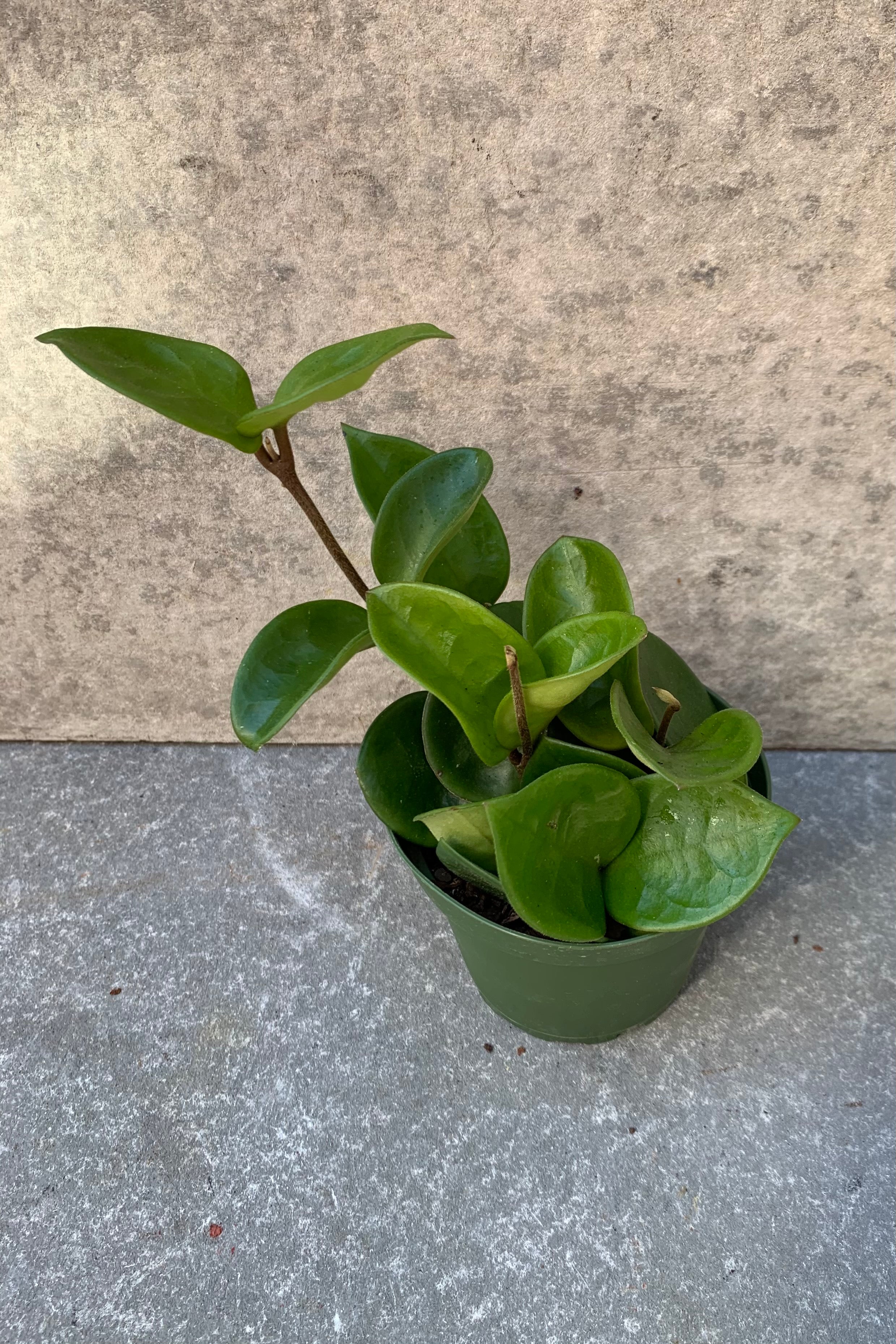 Hoya carnosa 'Krinkle' plant in a 4 inch pot.