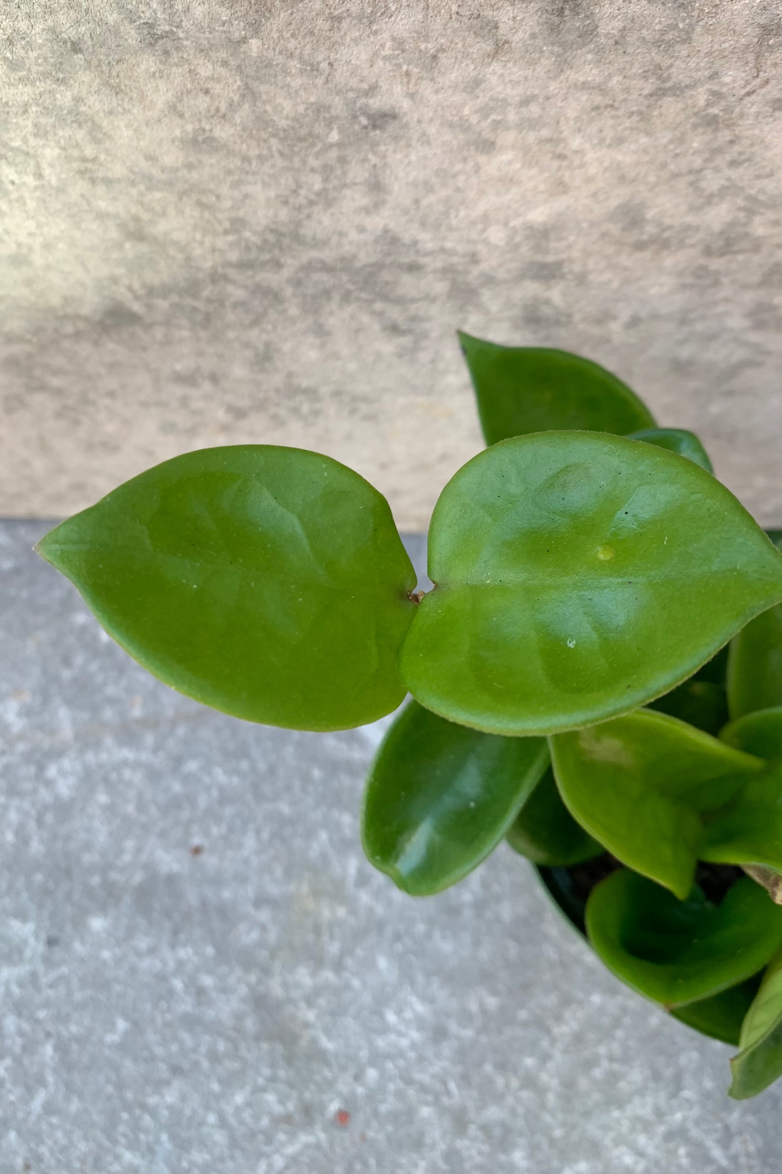 Hoya carnosa 'Krinkle' leaves up close.