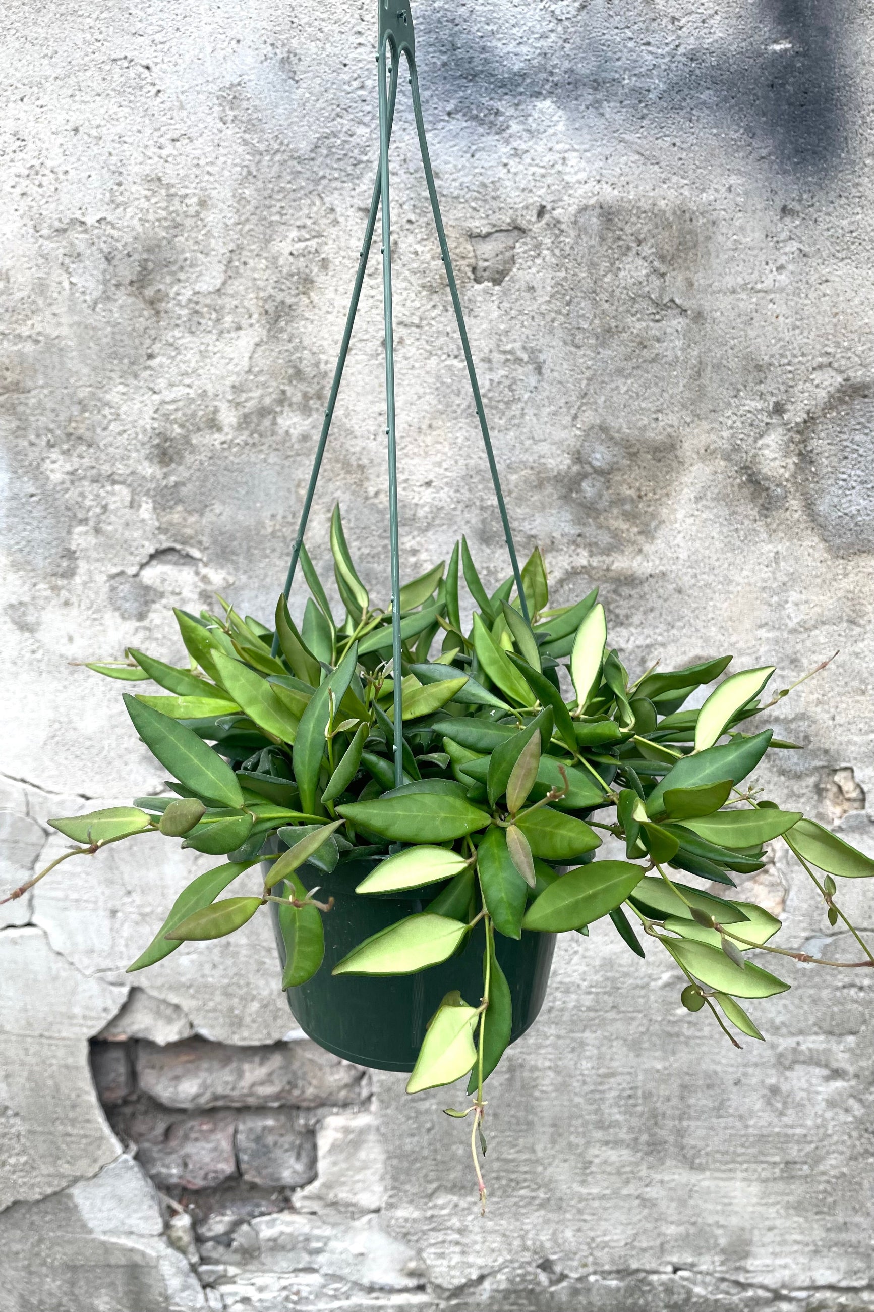 A hand holds hanging basket with Hoya sp. aff. Burtoniae 6" against concrete backdrop ©Sprout Home