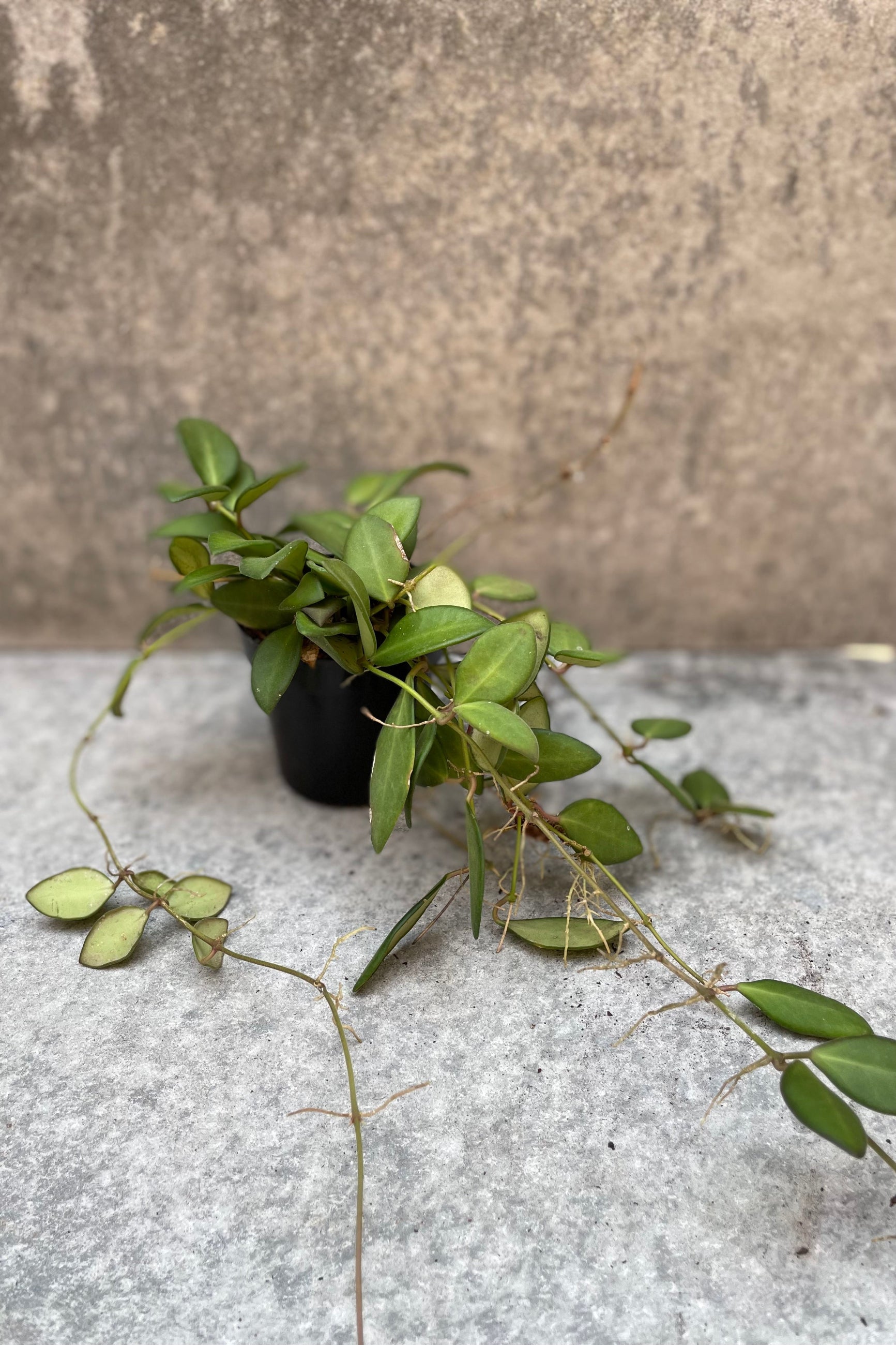 Hoya burtoniae plant in a 3" container ©Sprout Home