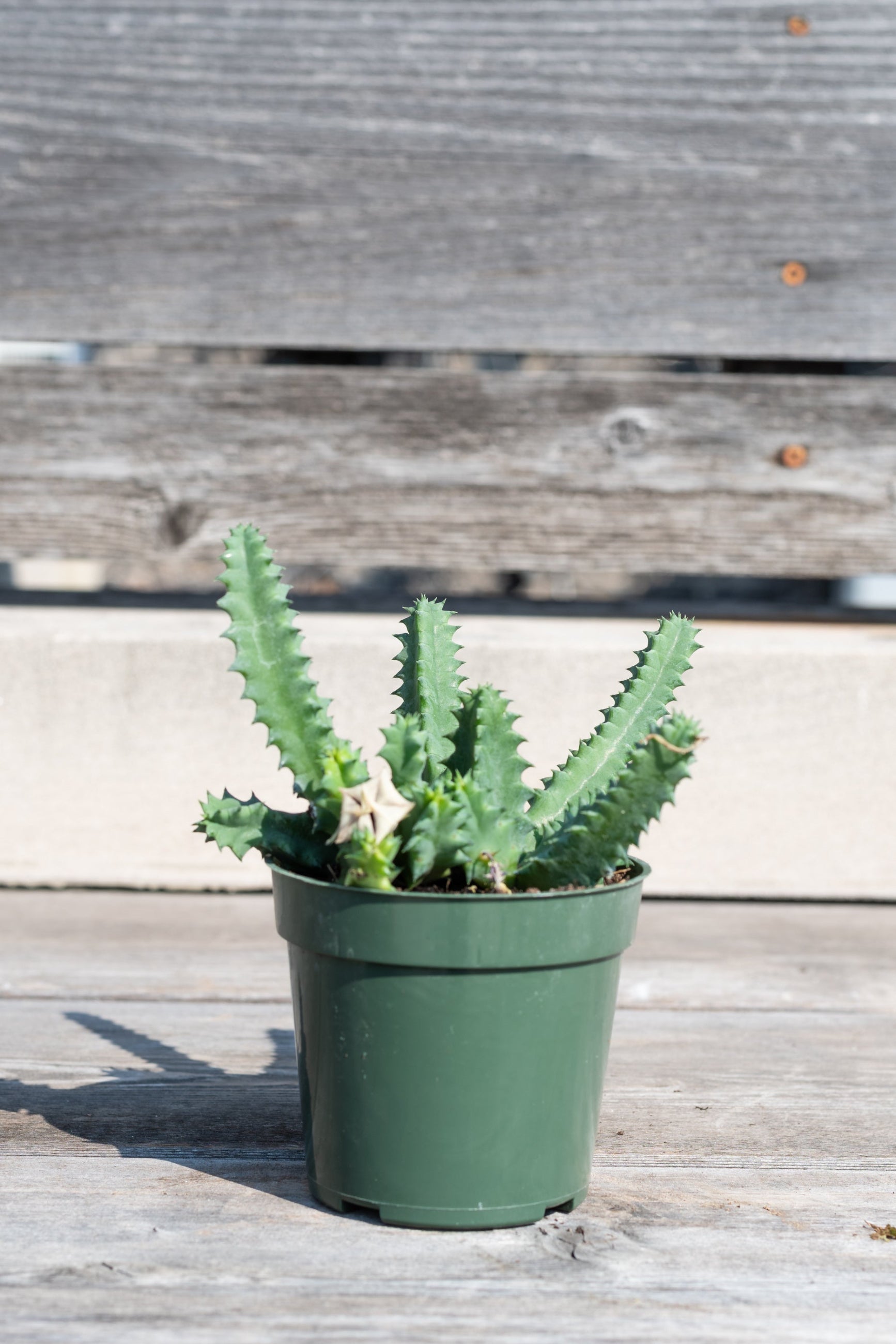 Huernia "Carrion Flower" in grow pot in front of grey wood background ©Sprout Home