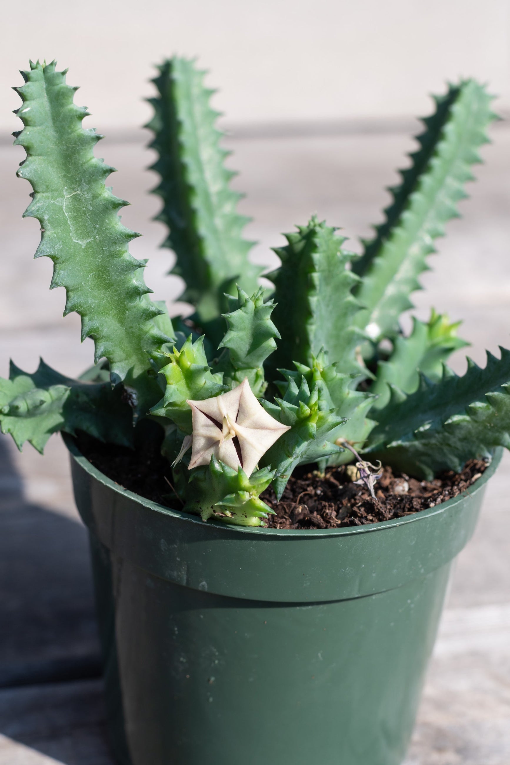 Huernia 